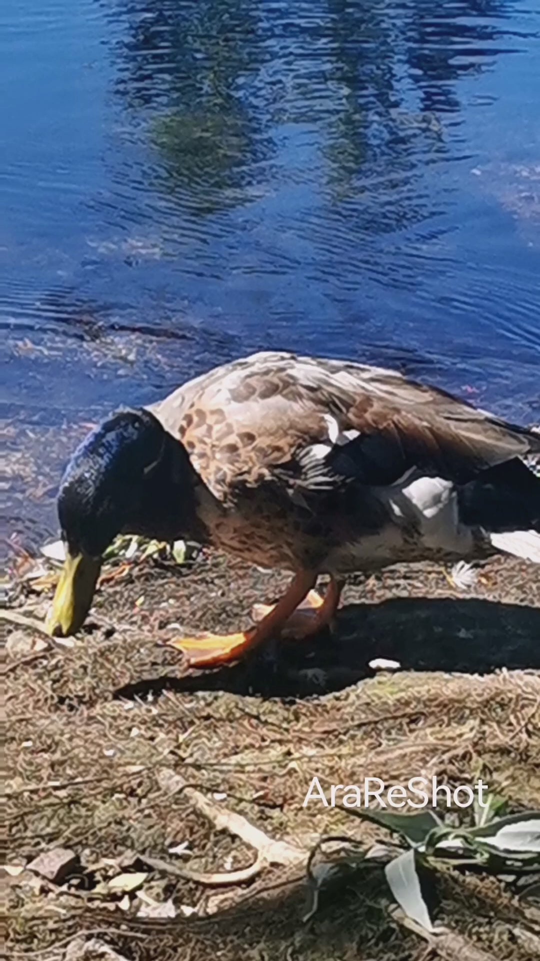 Mallard Duck Foraging Along the Shore