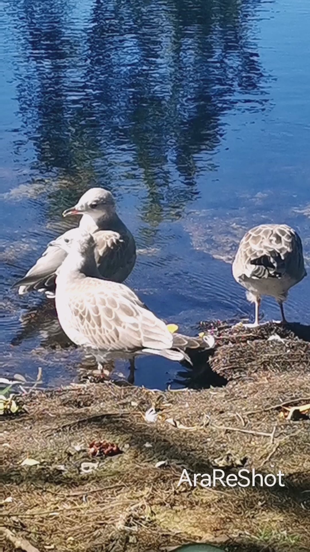 Seagulls Gathering by the Tranquil Lake