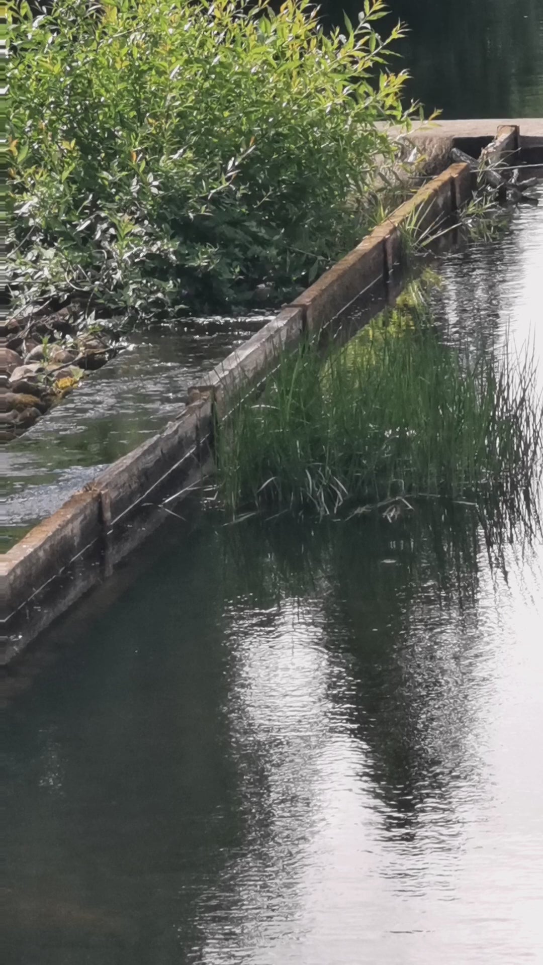 Peaceful Canal in Sweden | Nature Video Reel | AraReShot