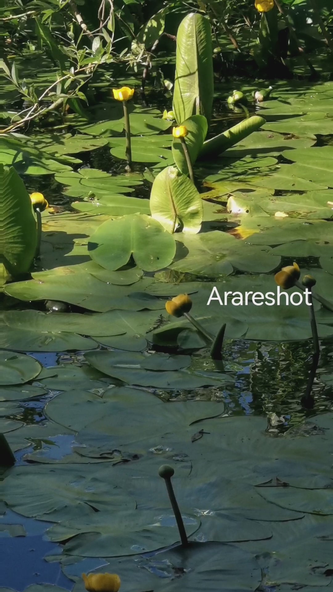 Water Lilies in Summer | Nature Video Reel | Sweden | AraReShot
