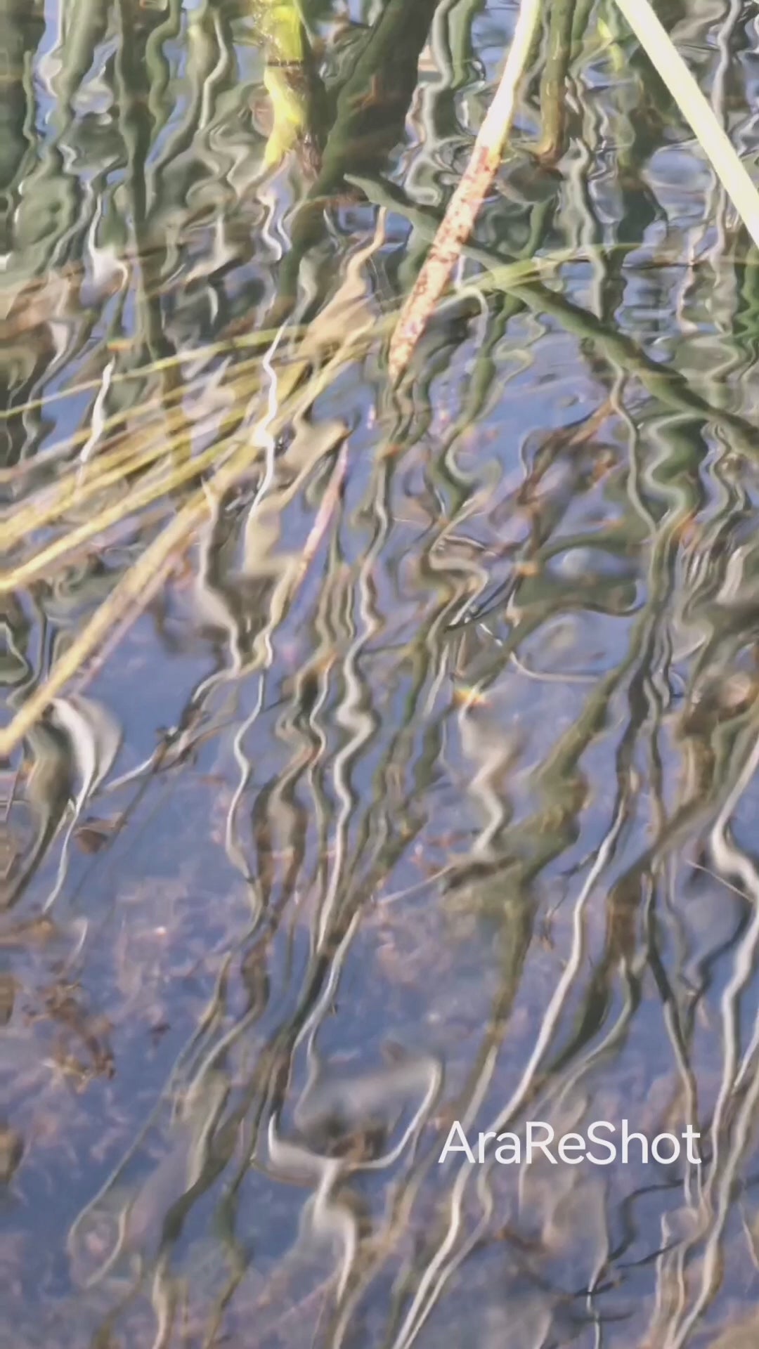 Golden Reeds Reflection on Calm Water