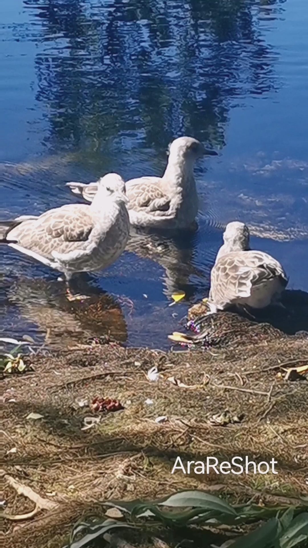 Three Seagulls by the Crystal Blue Lake
