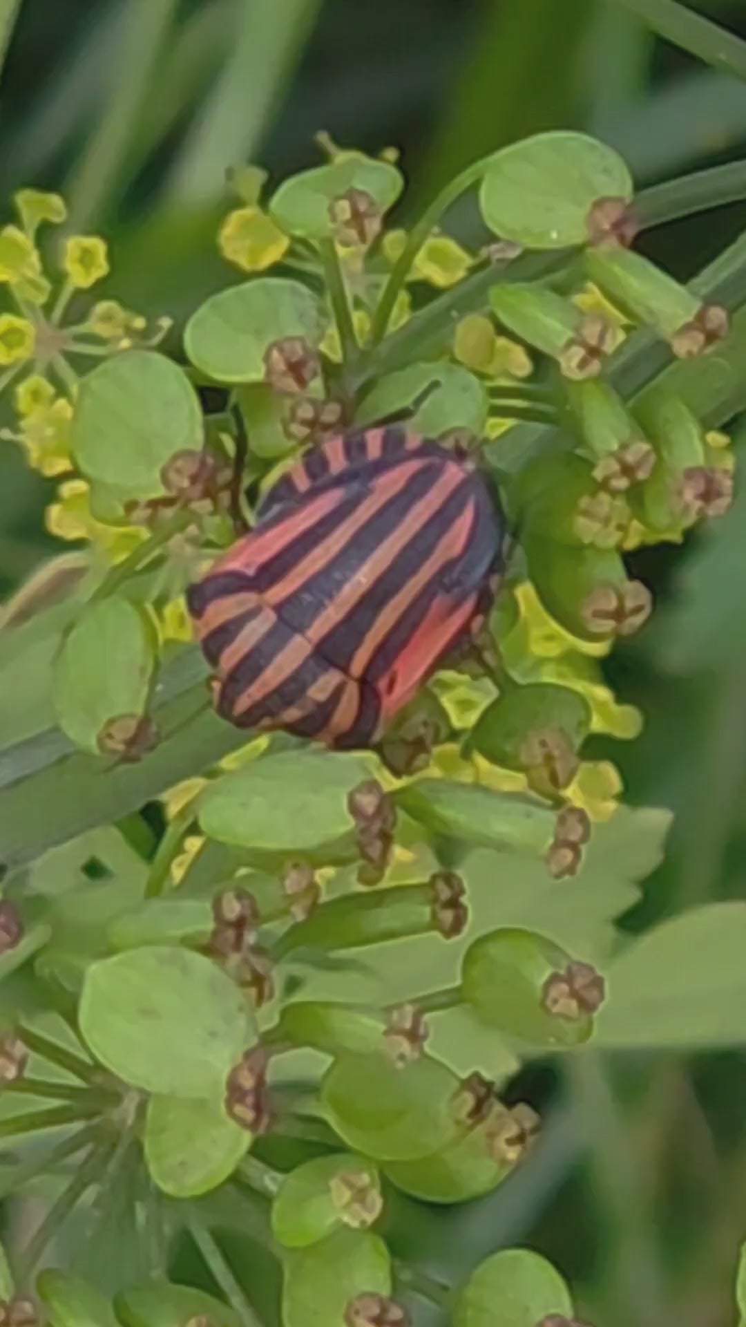 Striped Beetles Mating on Wild Flower | Macro Wildlife Video