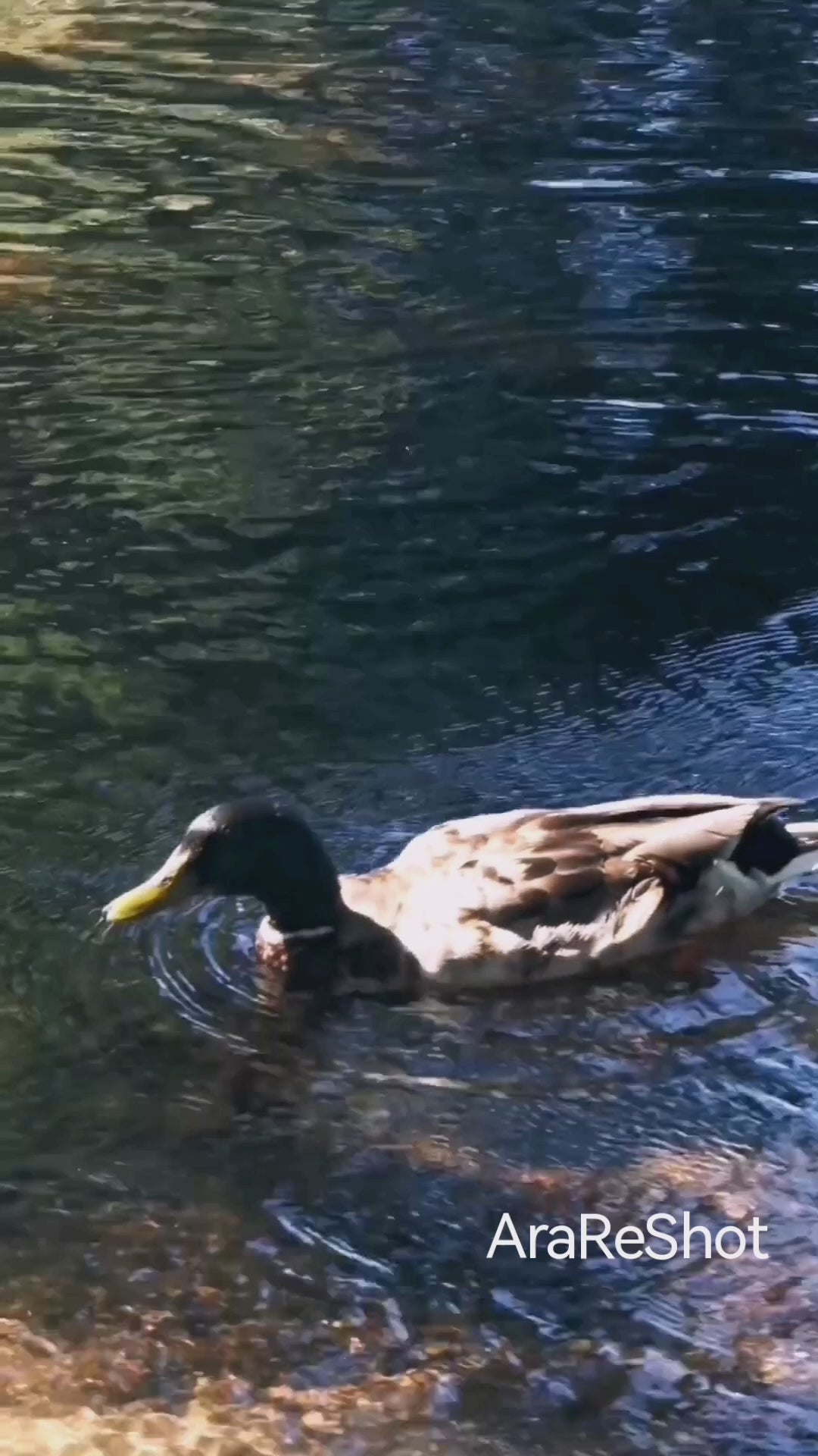 Mallard Duck Gliding Across Calm Water