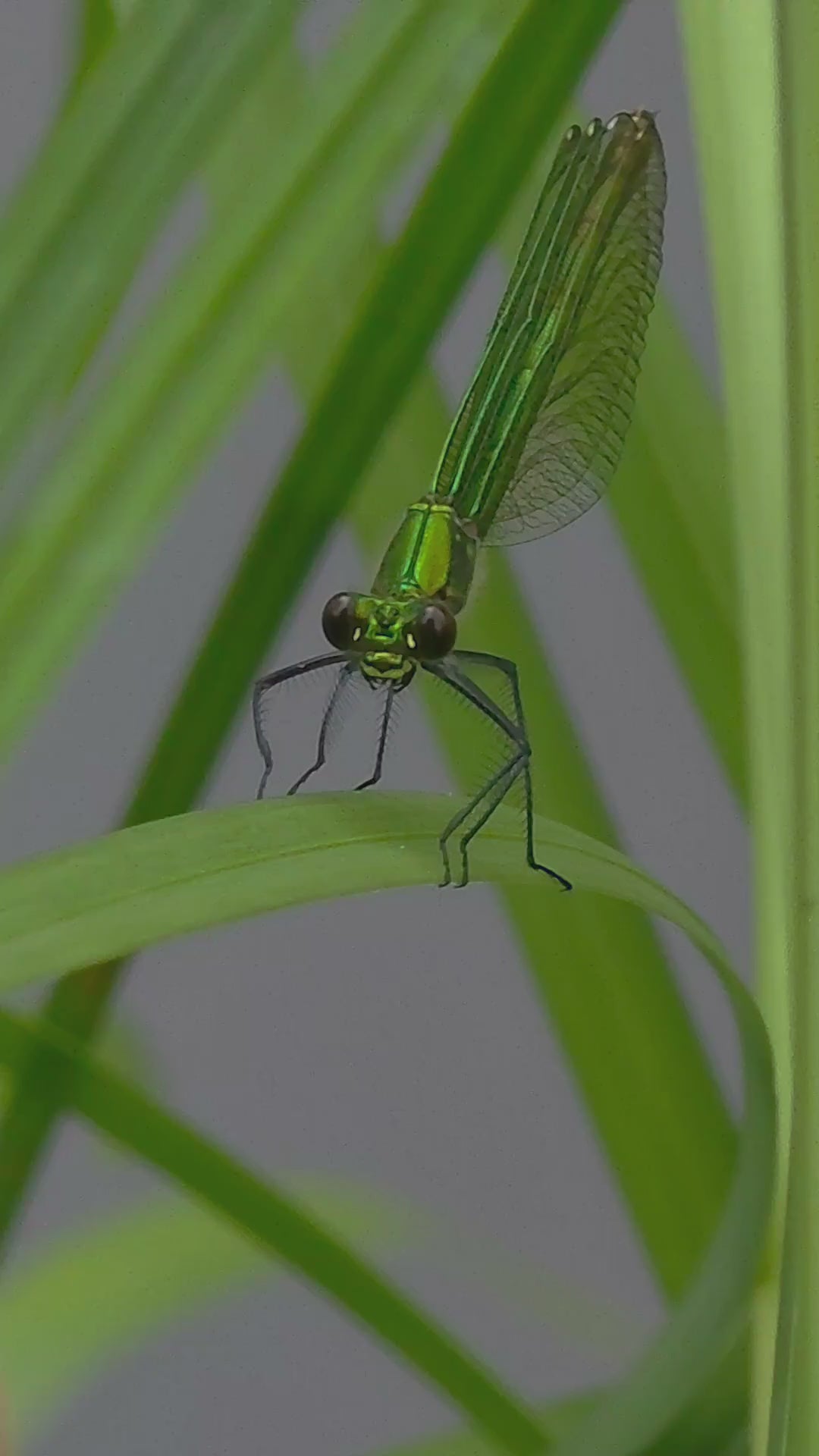 Emerald Damselfly Macro Art – Digital Download