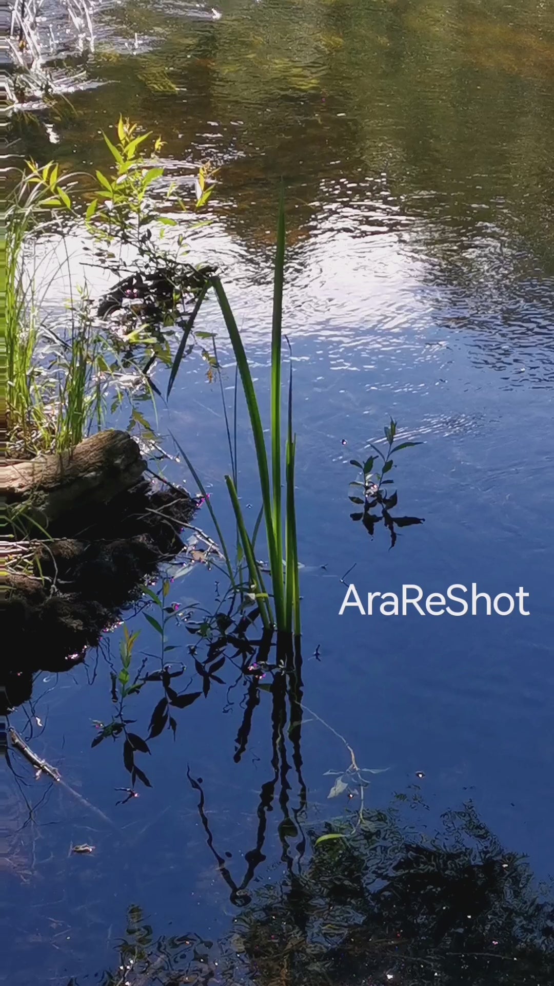 Peaceful Water Reflections | Nature Video Reel | Sweden | AraReShot