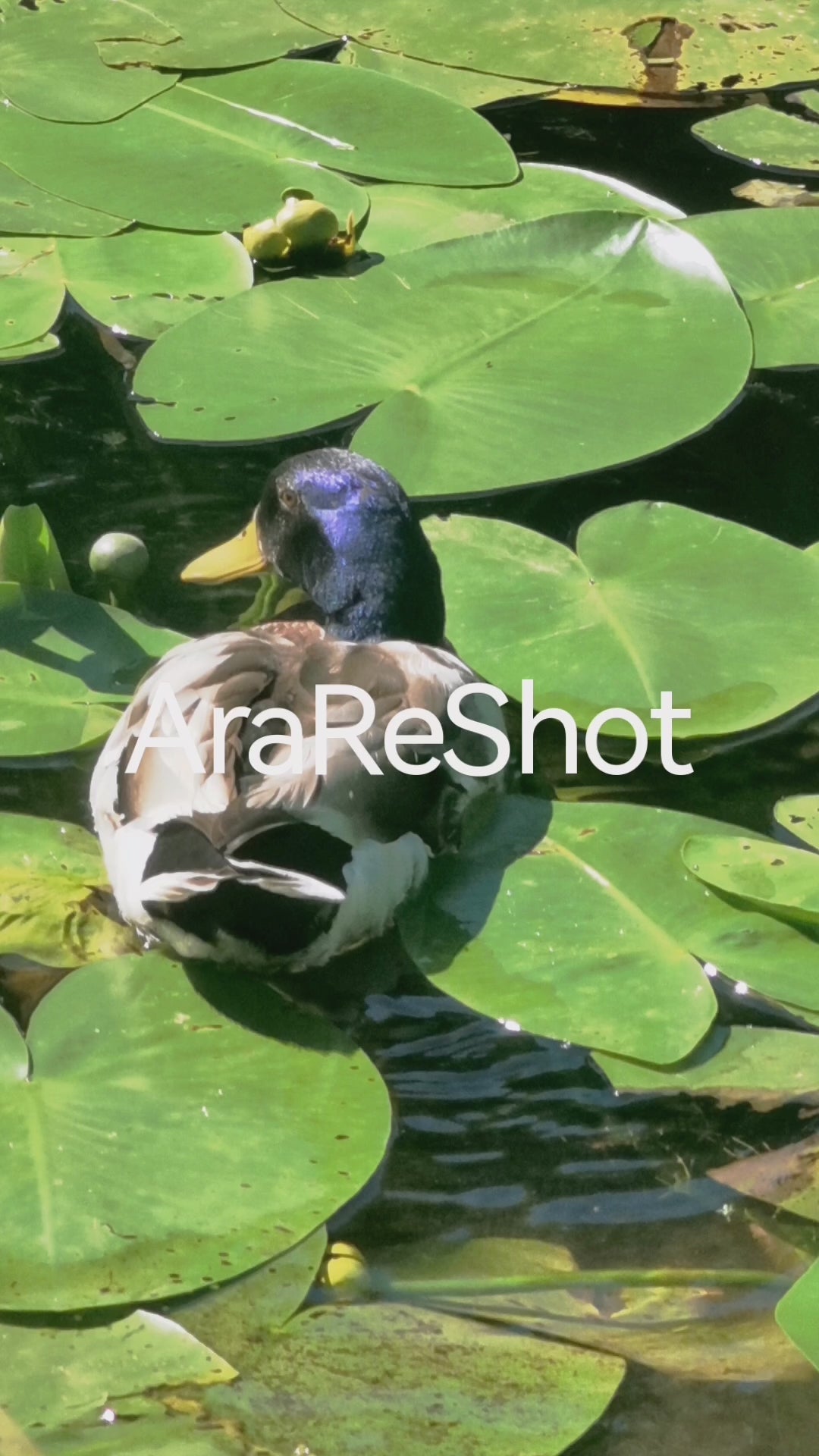 Duck Swimming Among Lily Pads