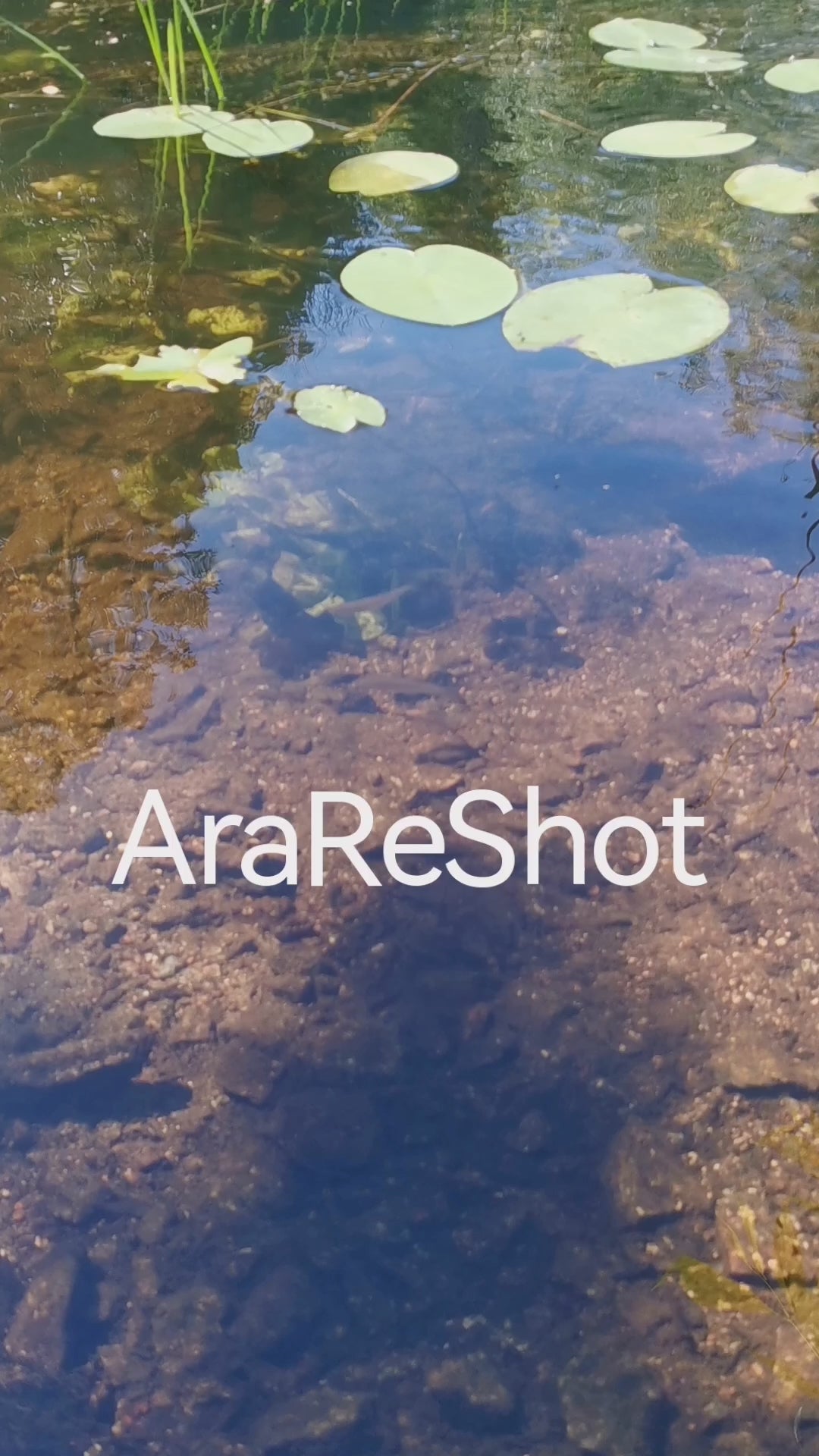 Clear Pond Water with Lily Pads