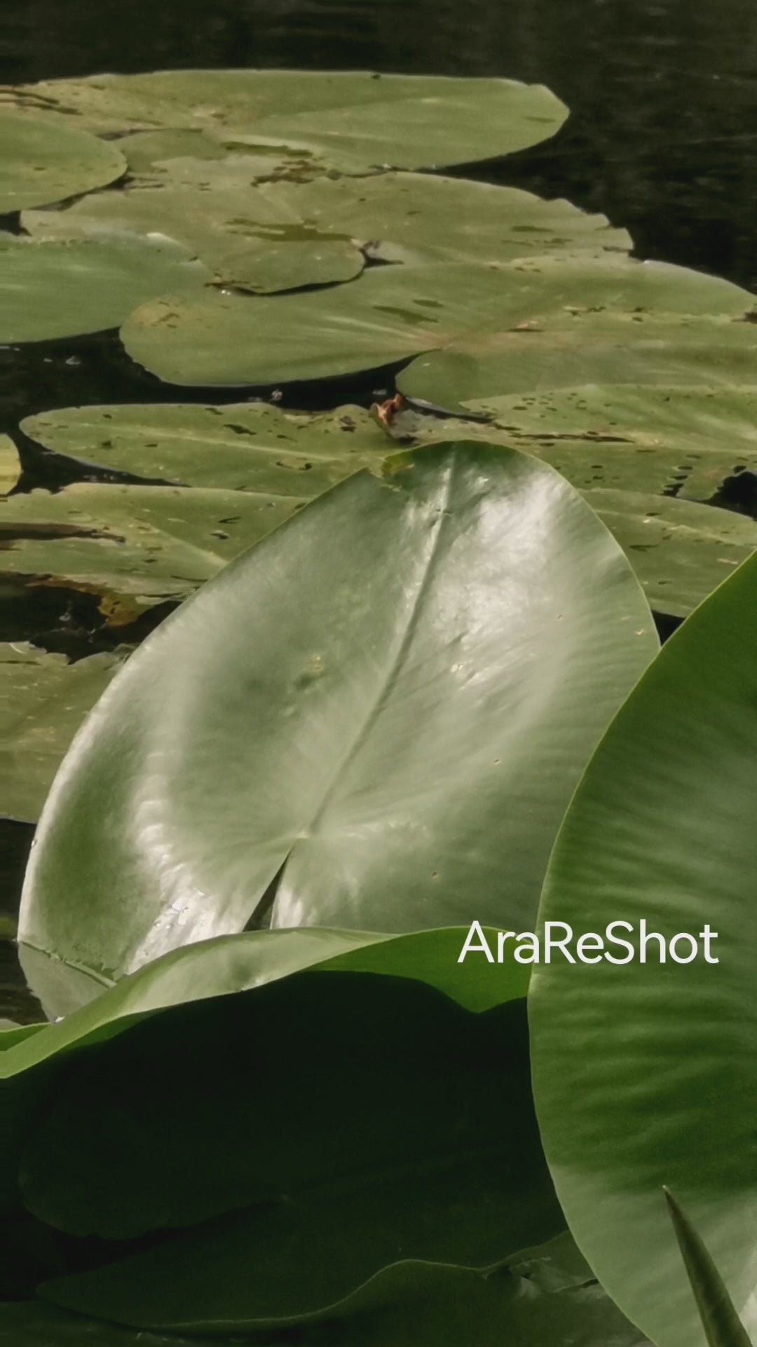 Water Lily Leaves on a Calm Swedish Lake | Original Nature Reel