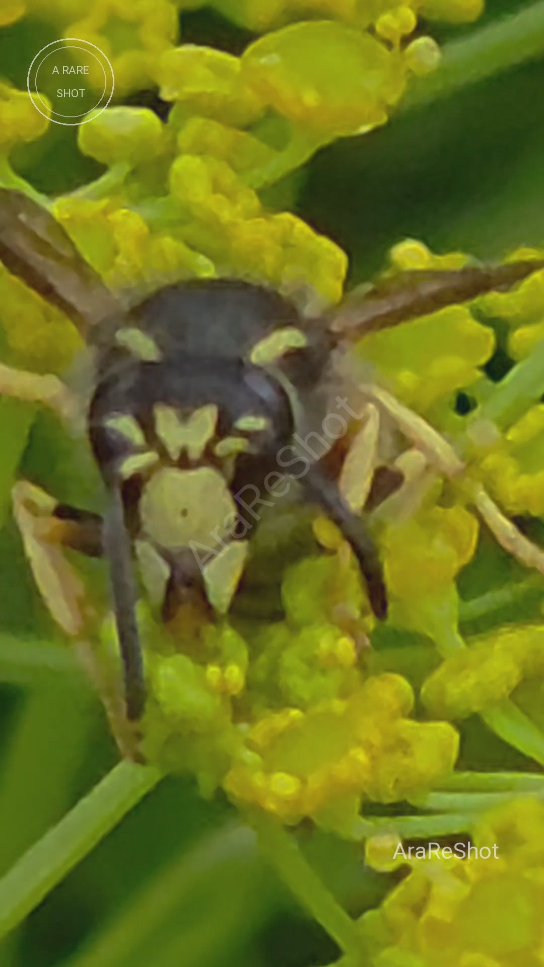 Detailed Wasp Feeding on Yellow Blossoms
