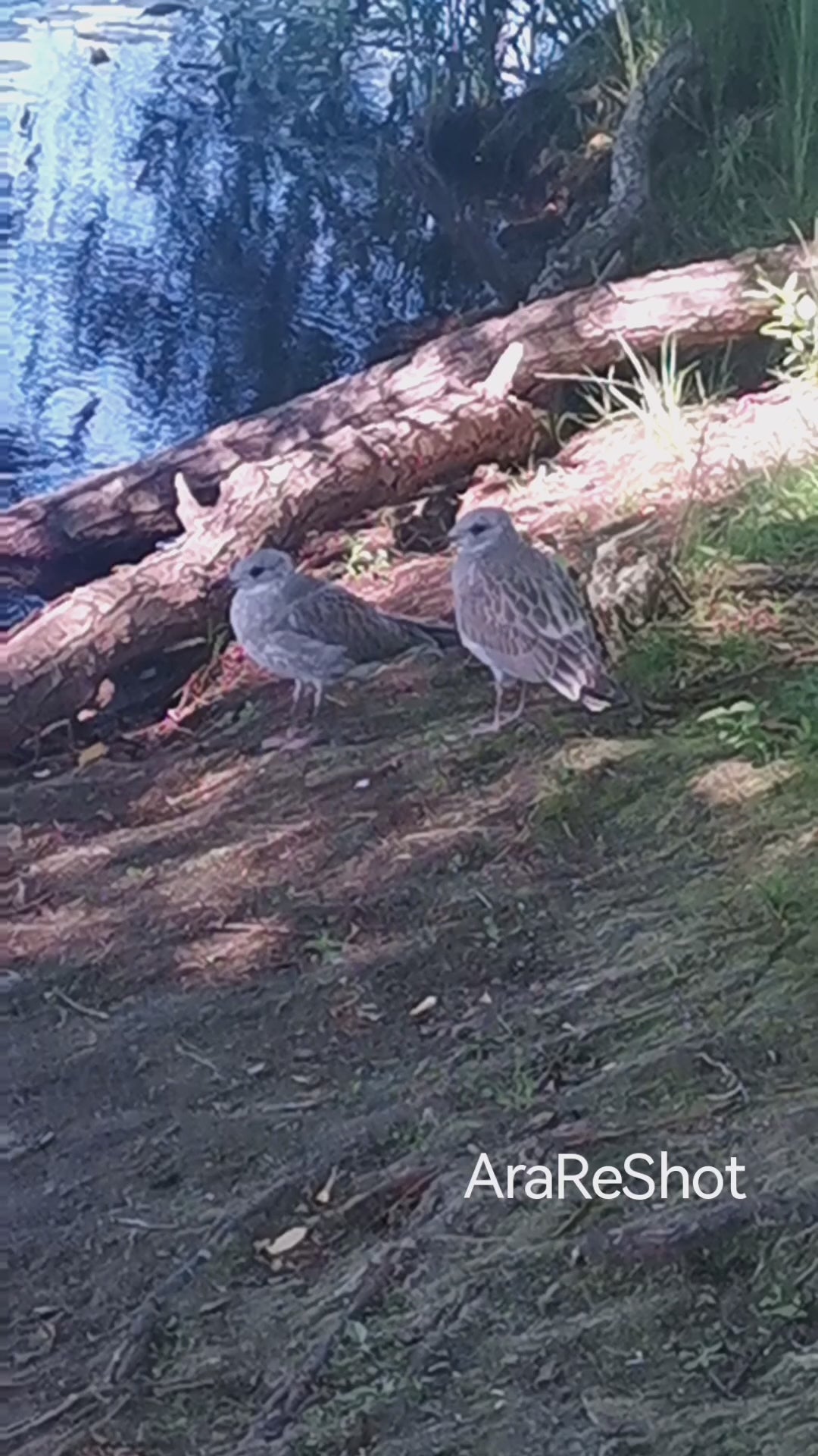 Wild Birds Resting Beneath a Fallen Log