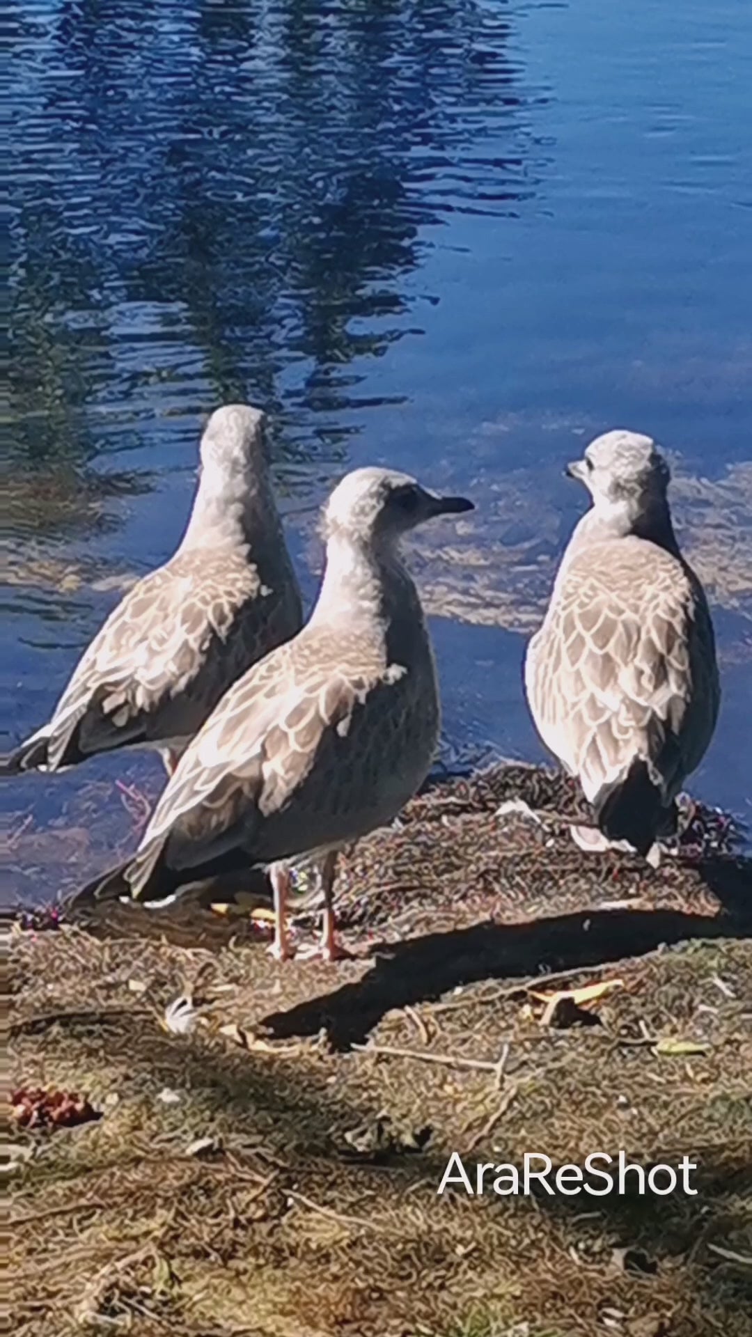 Three Seagulls Resting by the Lakeshore