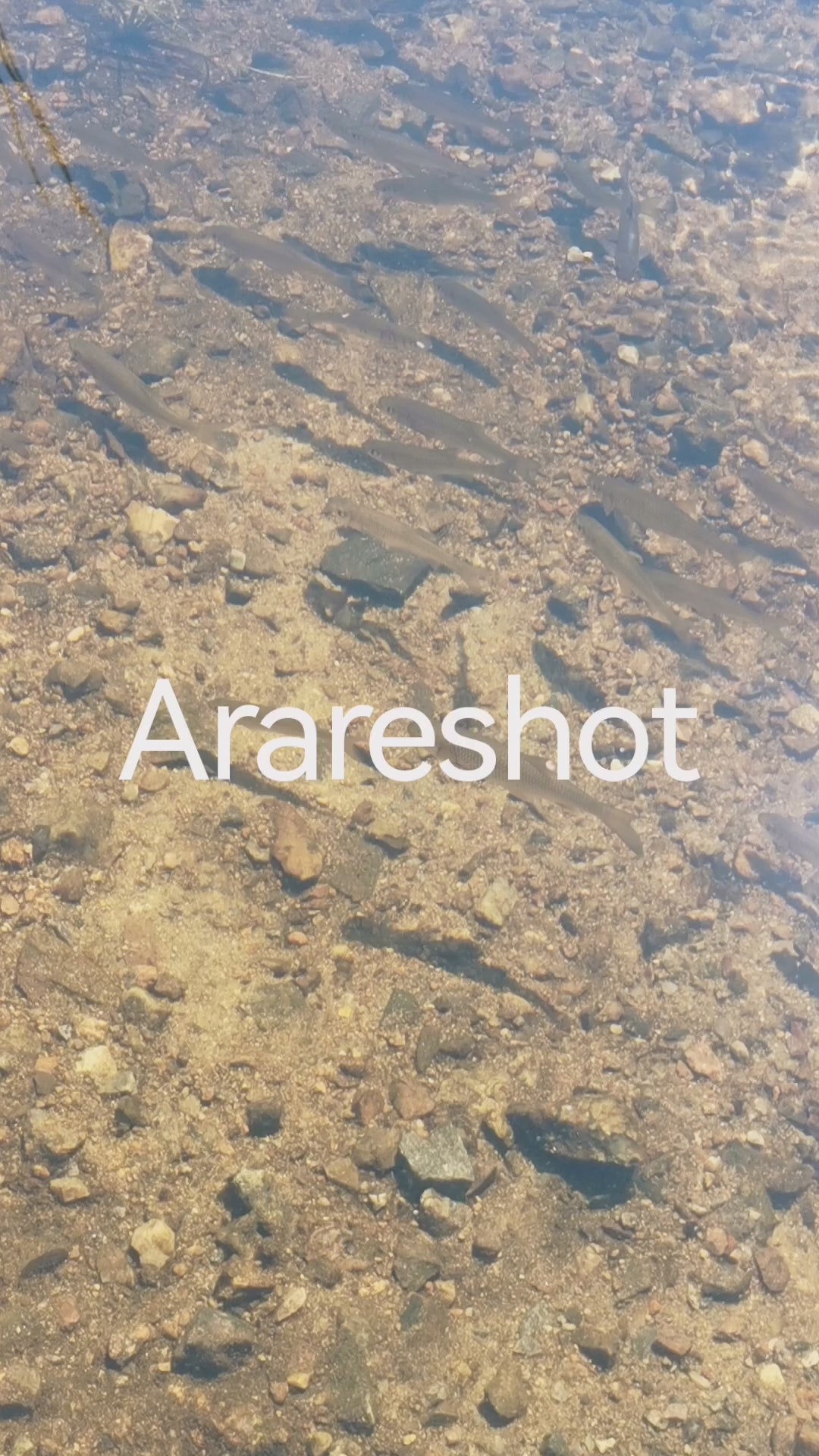 Clear Stream Water Over River Stones
