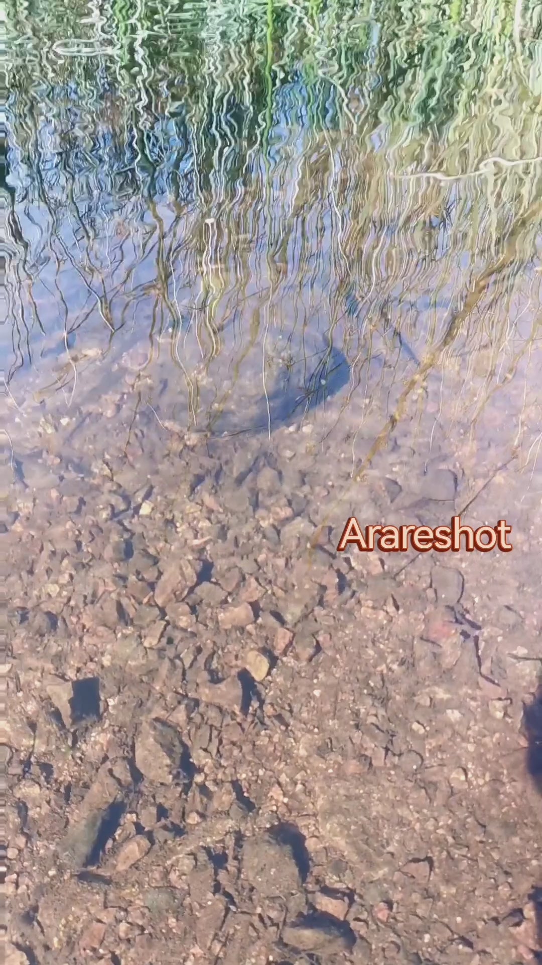 Crystal Clear Stream | Nature Video Reel | Sweden | AraReShot