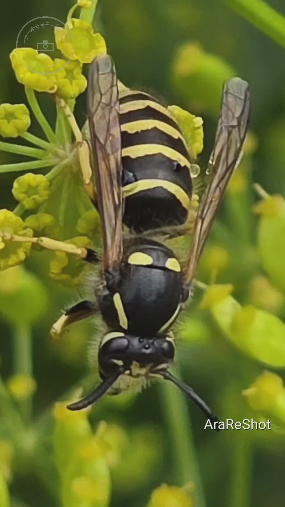 Macro Nature & Wildlife Wonders Footage Collection – Digital Download