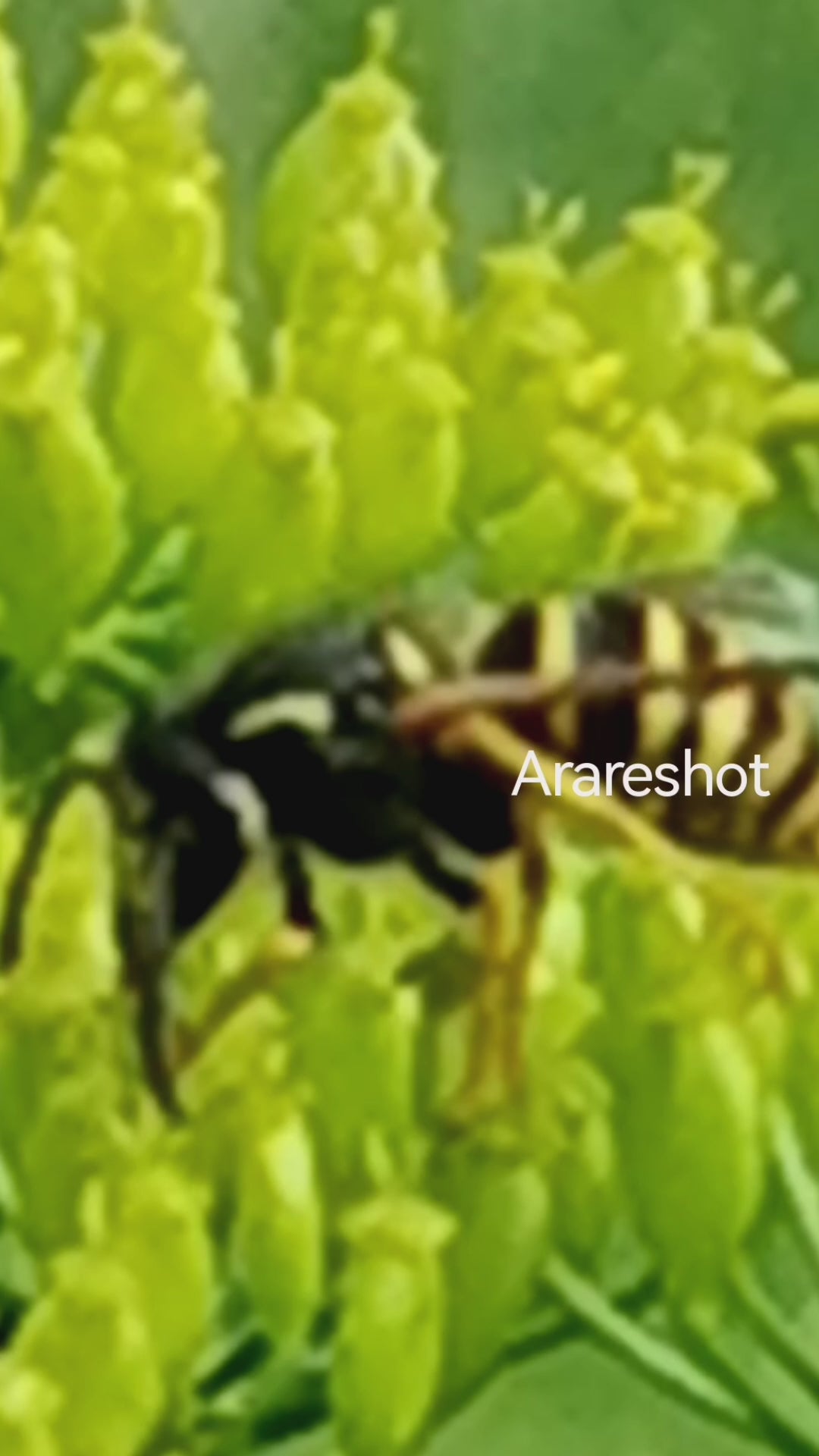Flying Insect on Yellow Wildflowers | Nature Reel | Sweden | AraReShot