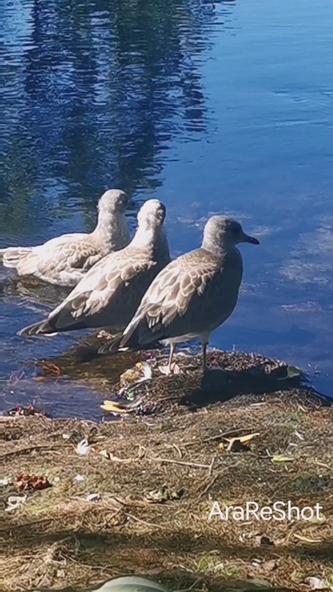 Lakeside Gull Gathering in Morning Light