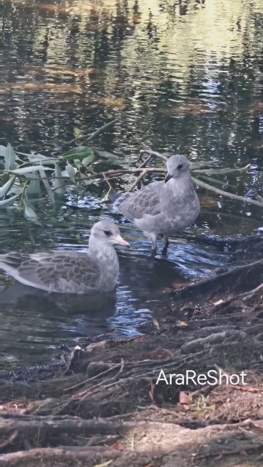 Pair of Doves by the Water's Edge