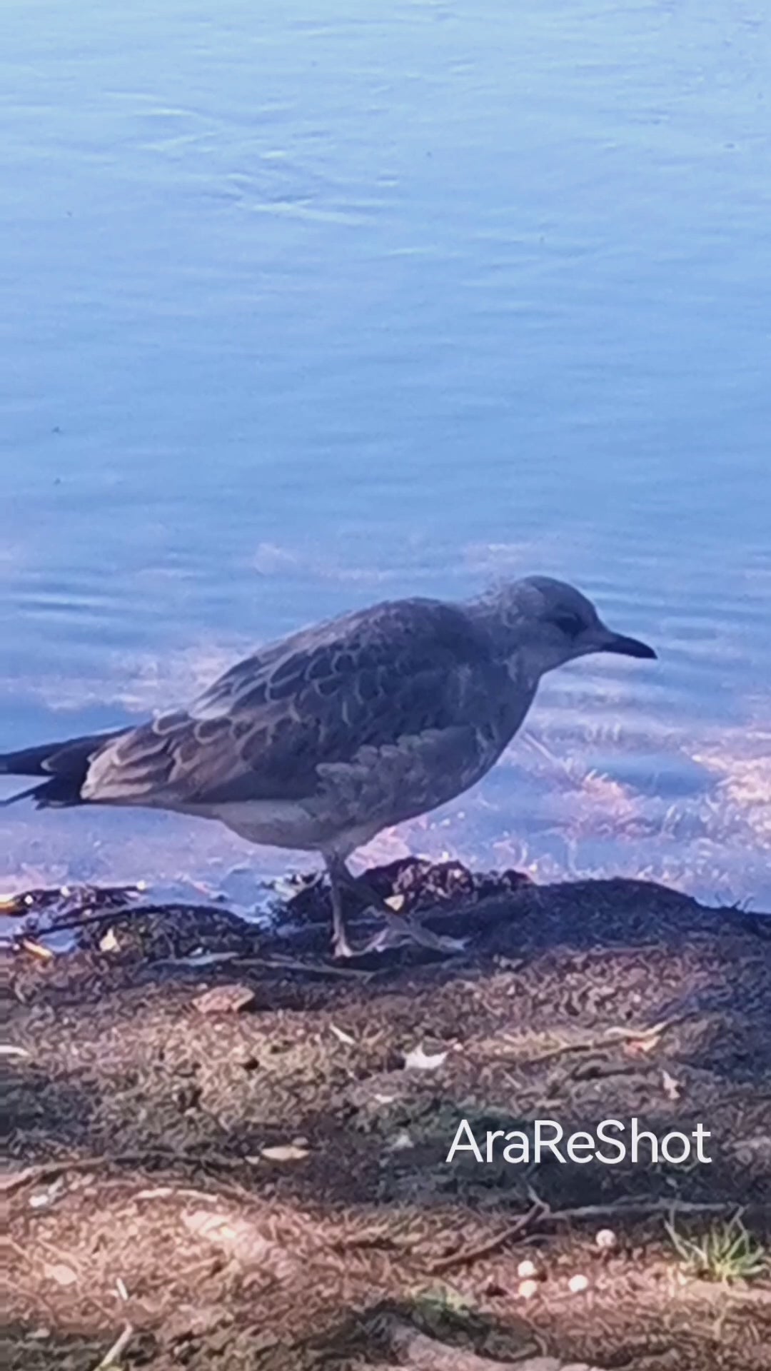 Solitary Crow by the Quiet Shore