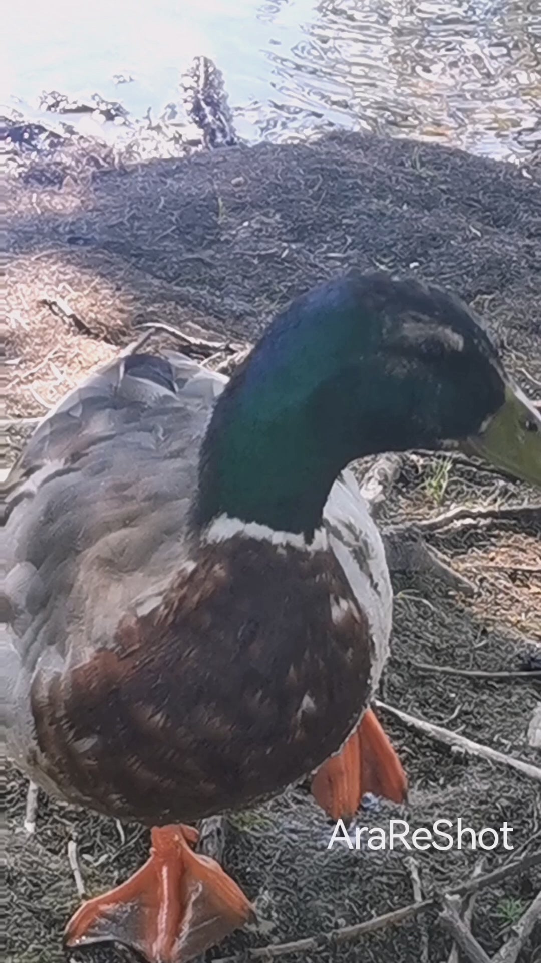 Mallard Duck Resting by the Riverbank