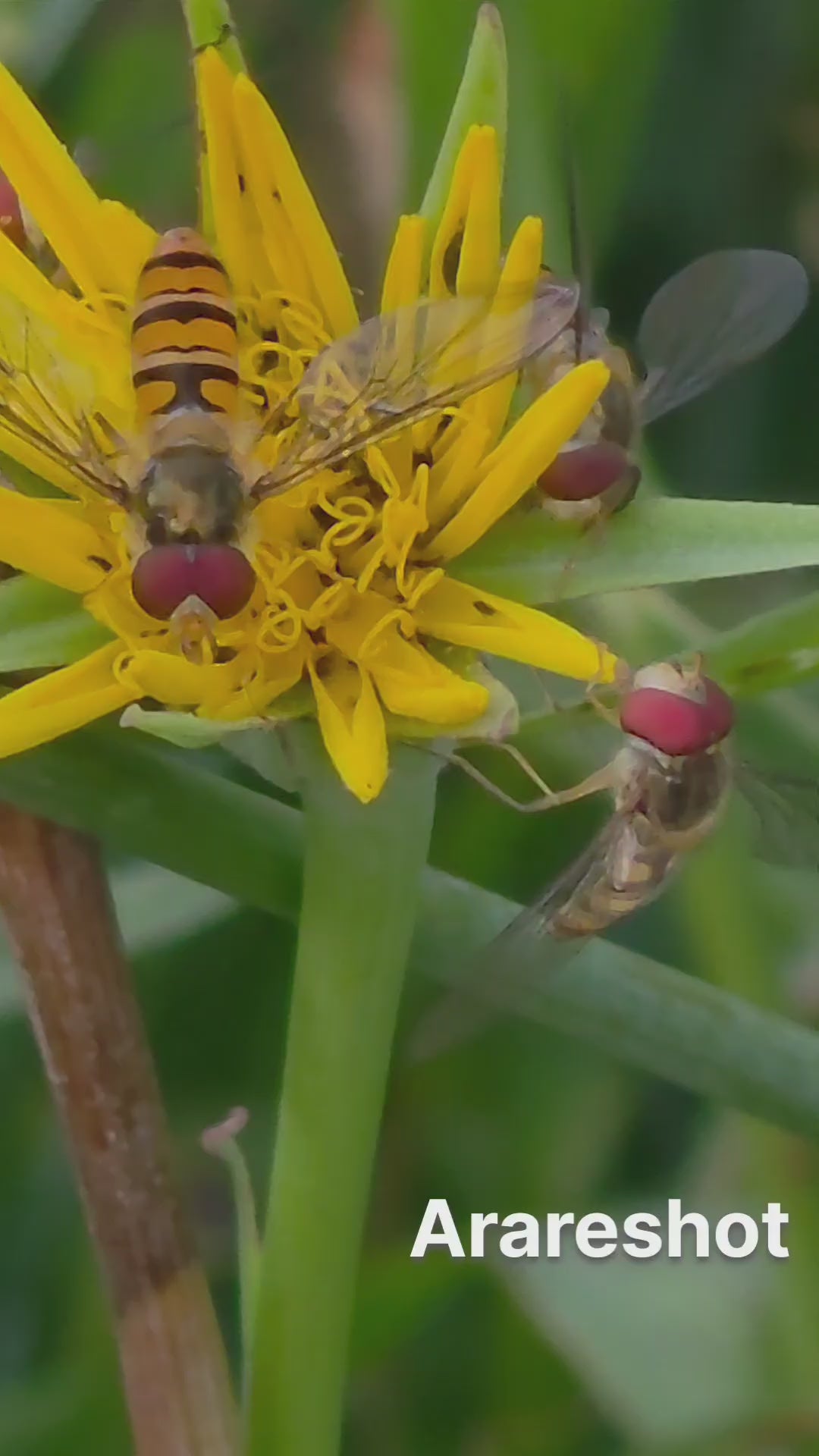 Twin Hoverflies on a Wildflower