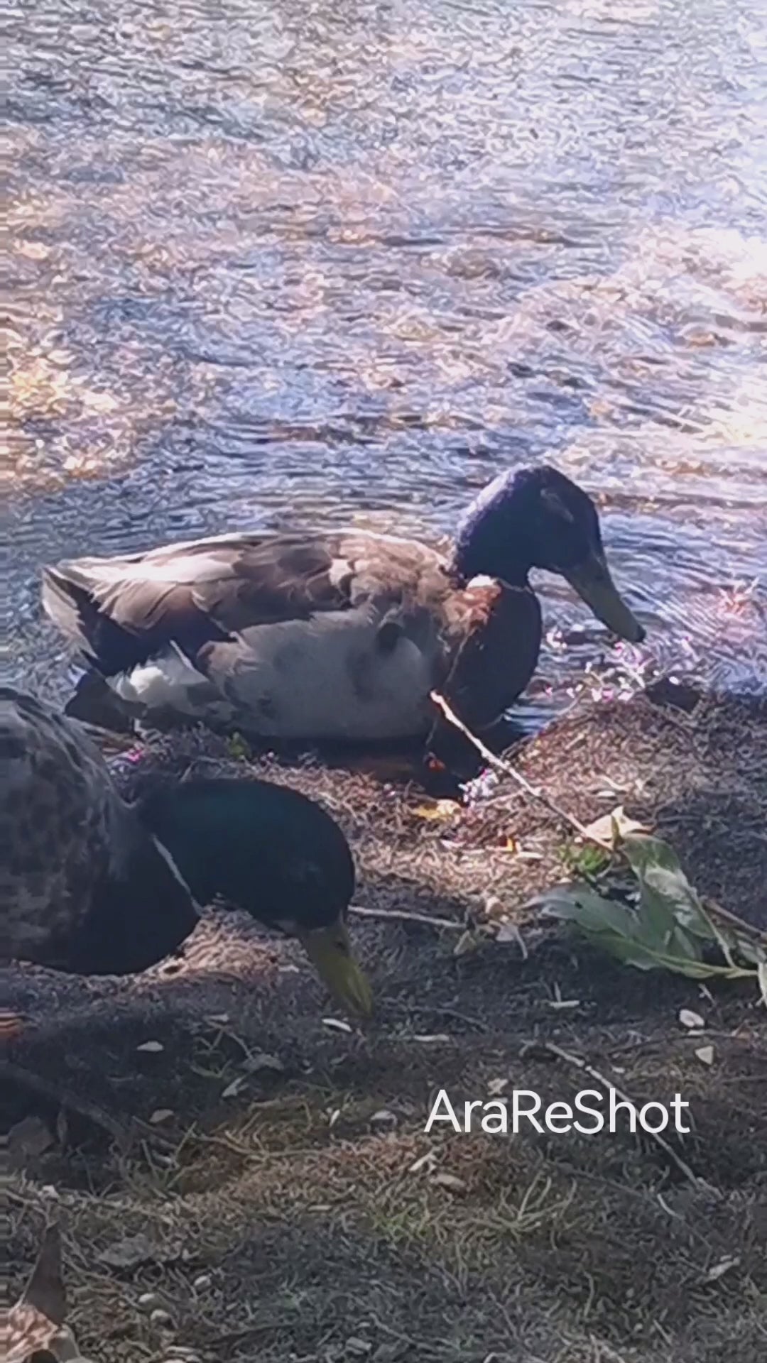 Wild Ducks Feeding Along the Water's Edge