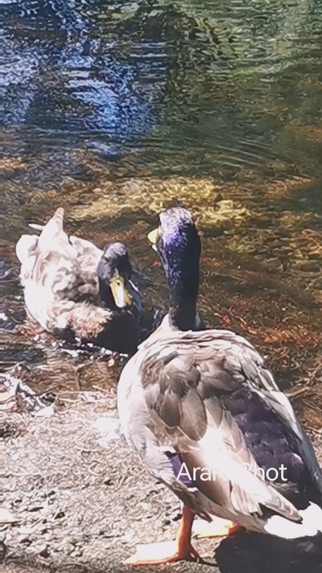 Mallard Ducks Gathering Along the Shore