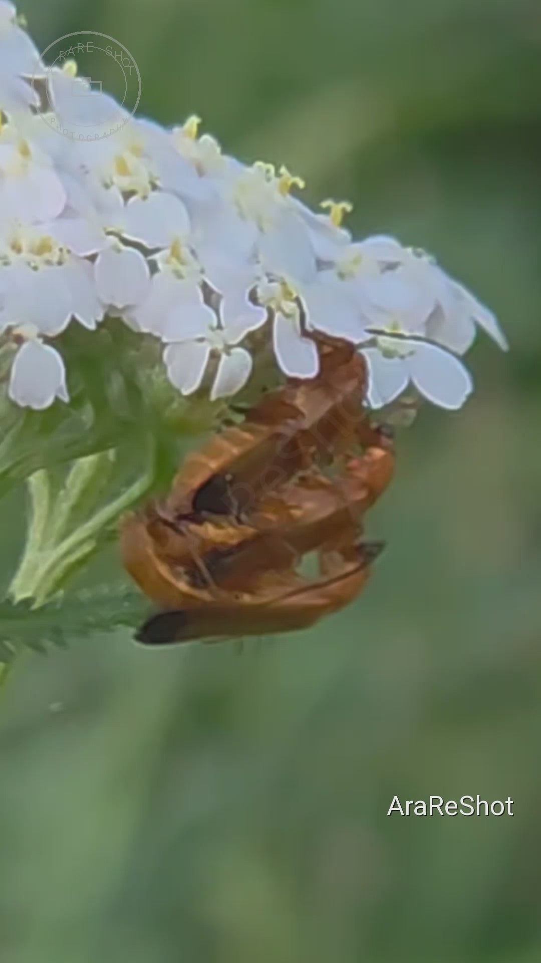 English: Soldier Beetles on White Blossom Macro Footage – Digital Video Download
