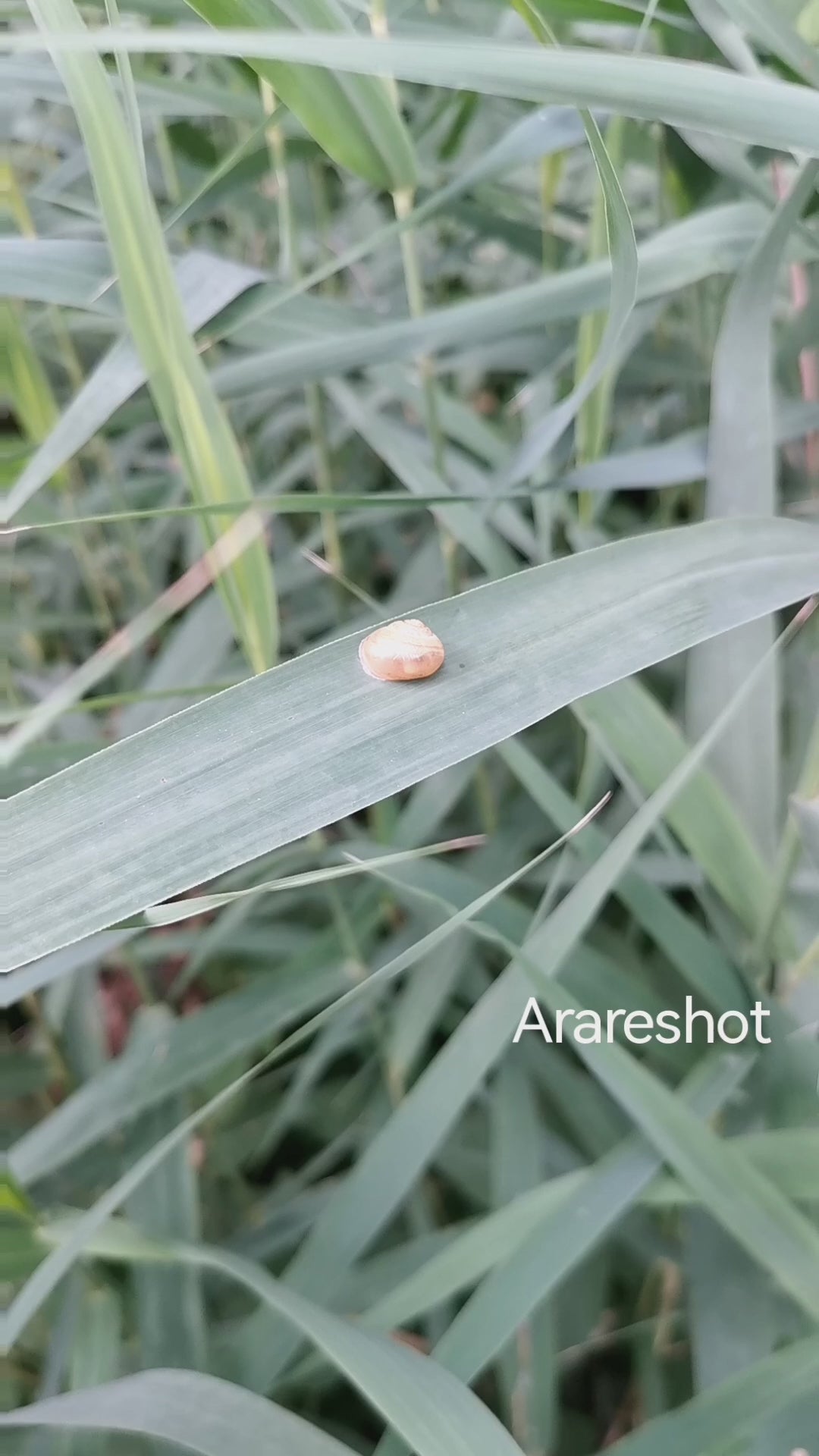 Tiny Snail on Grass | Nature Reel | Sweden | AraReShot