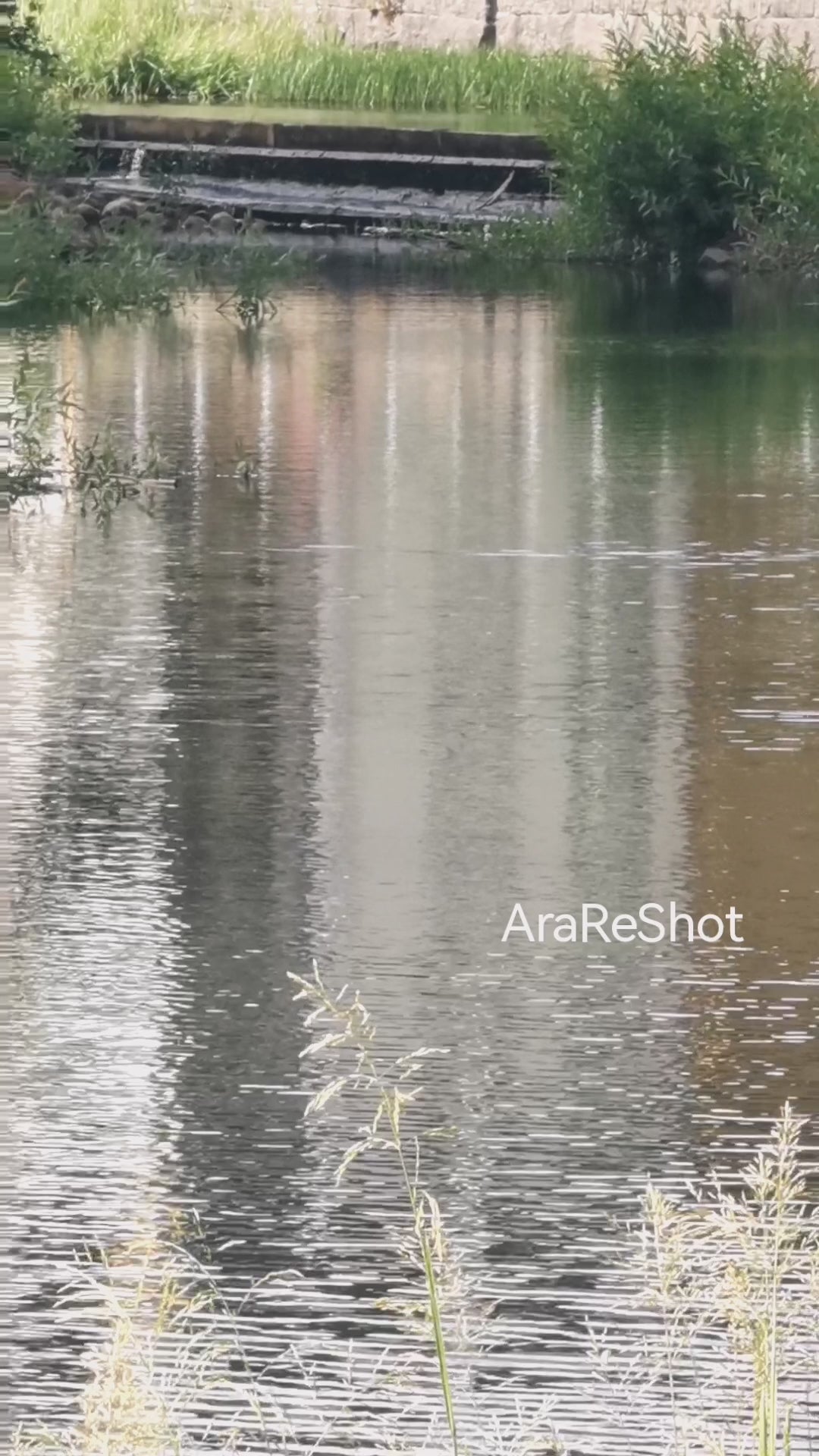 Calm Water Reflections | Nature Video Reel | Sweden | AraReShot