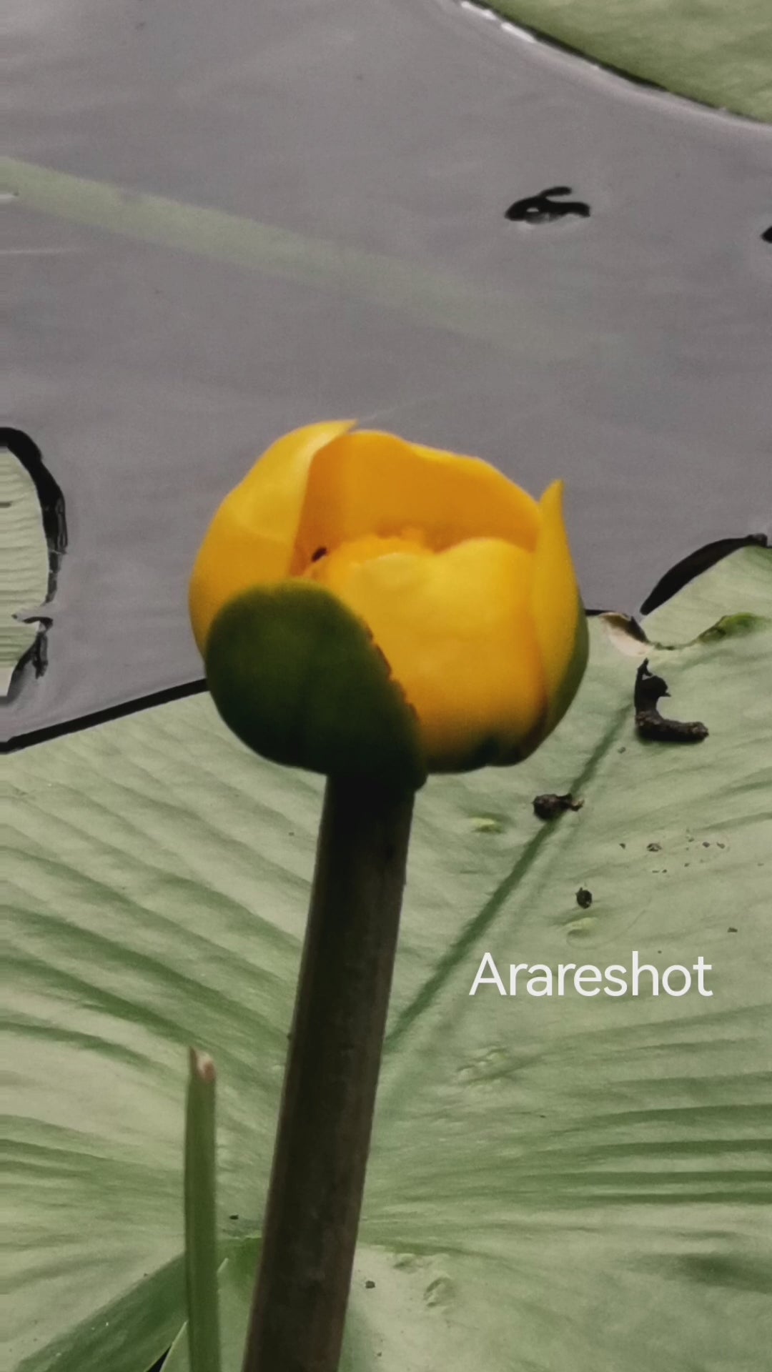 Yellow Water Lily in Sweden | Original Nature Reel 4K