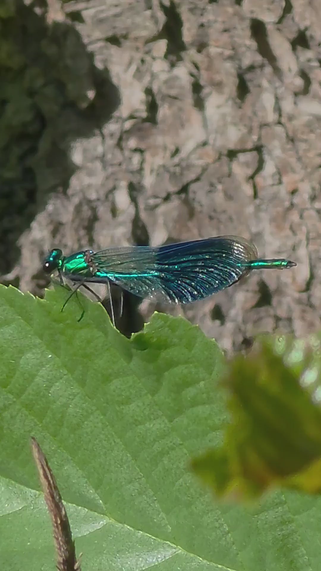 Shimmering Blue Damselfly Macro Art – Digital Download