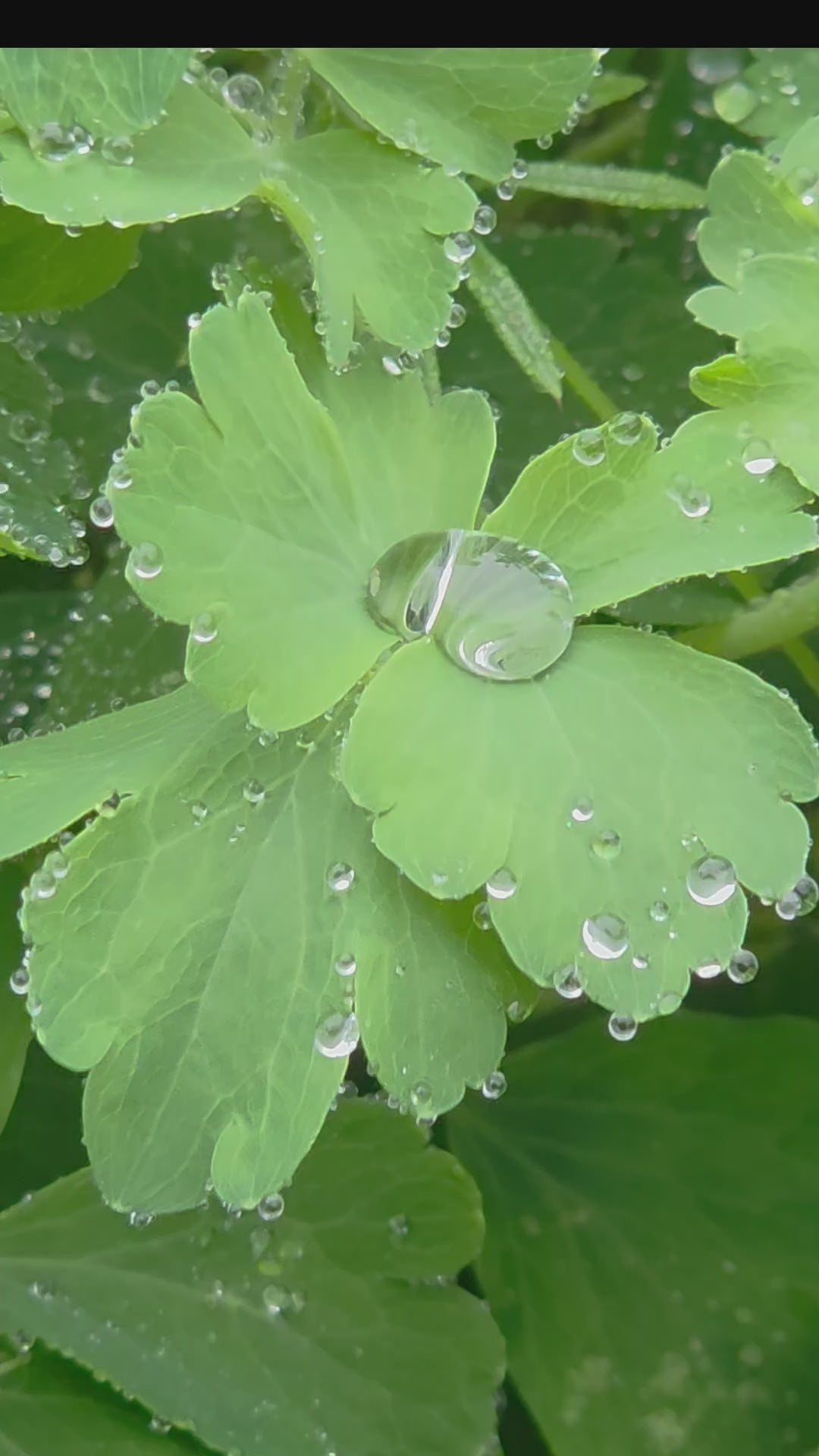 "Nature’s Crystal: Glistening Raindrops on Vibrant Green Leaves" 💧🌱