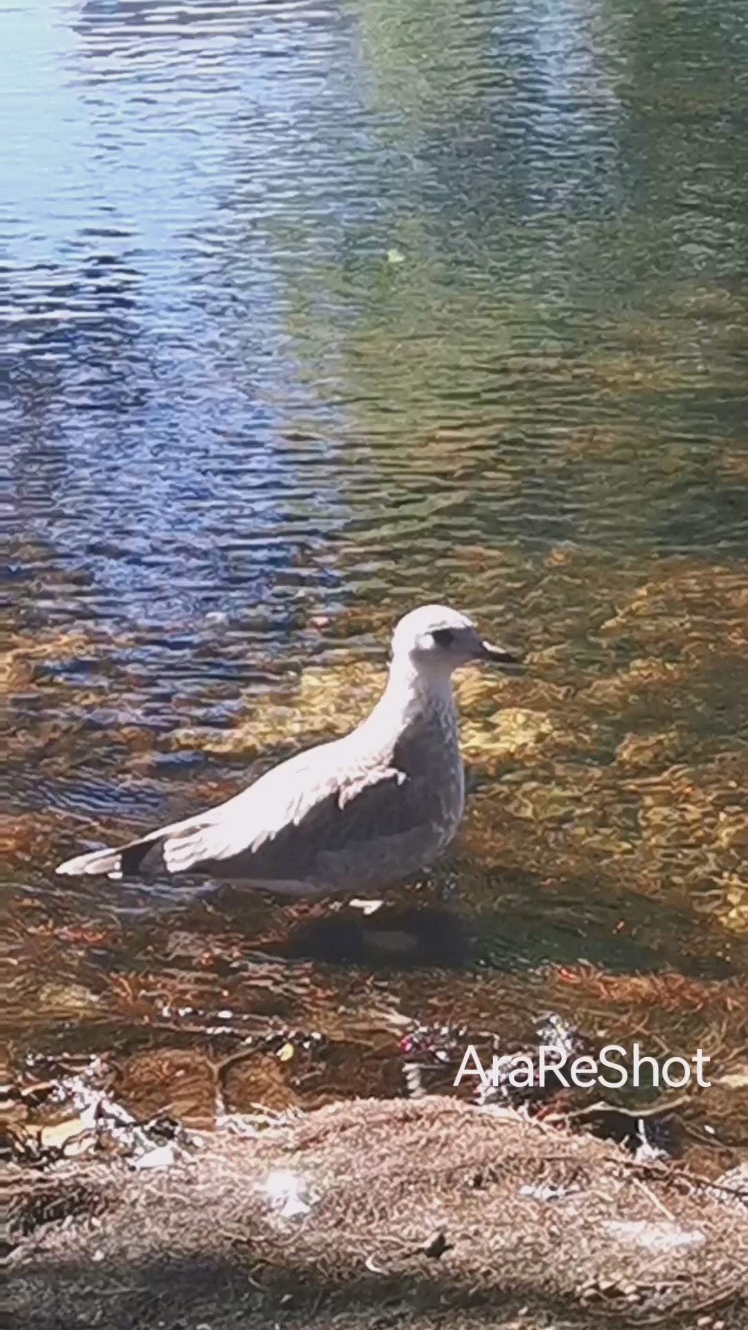 Seagull Standing in Crystal Clear Water