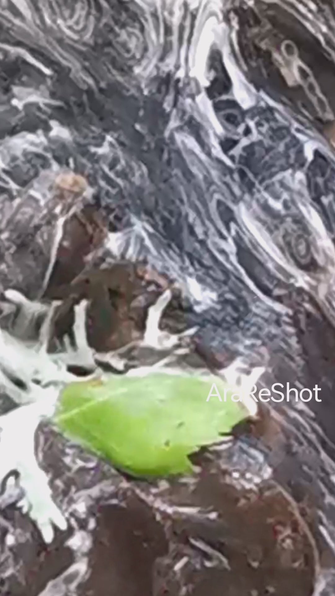 Nature's Quiet Journey | AraReShot