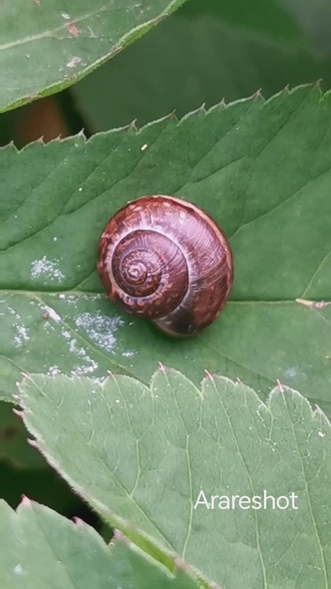 Tiny Forest Snail | Macro Nature Video | Sweden | AraReShot