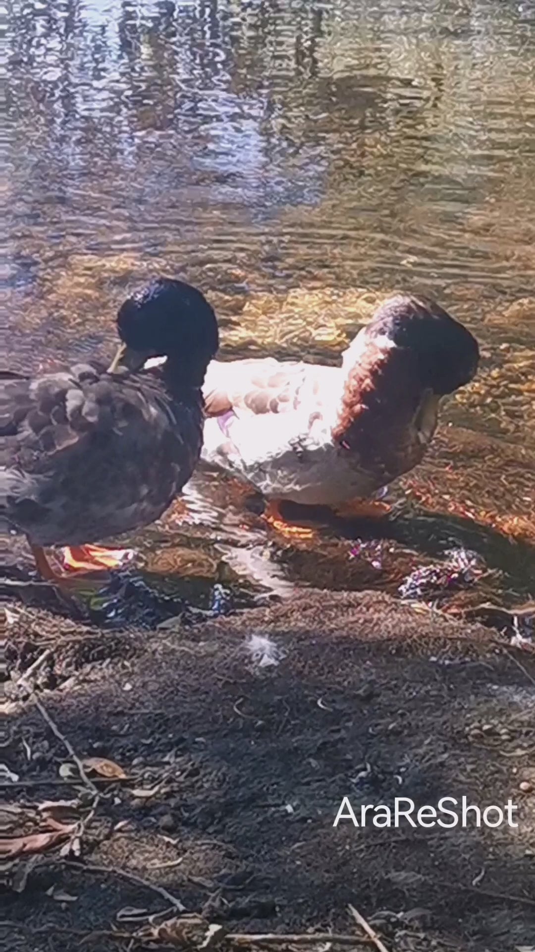 Two Ducks Resting by the Water