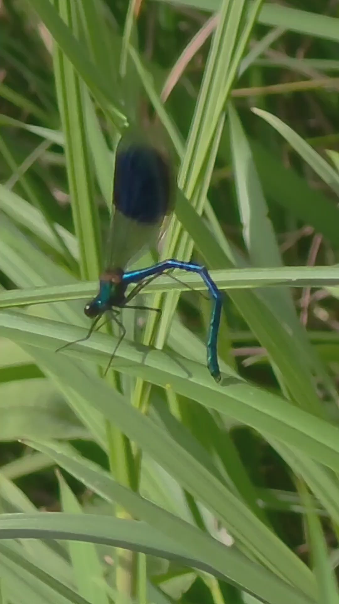 Electric Blue Damselfly in Motion: Ultra HD Macro Video Footage