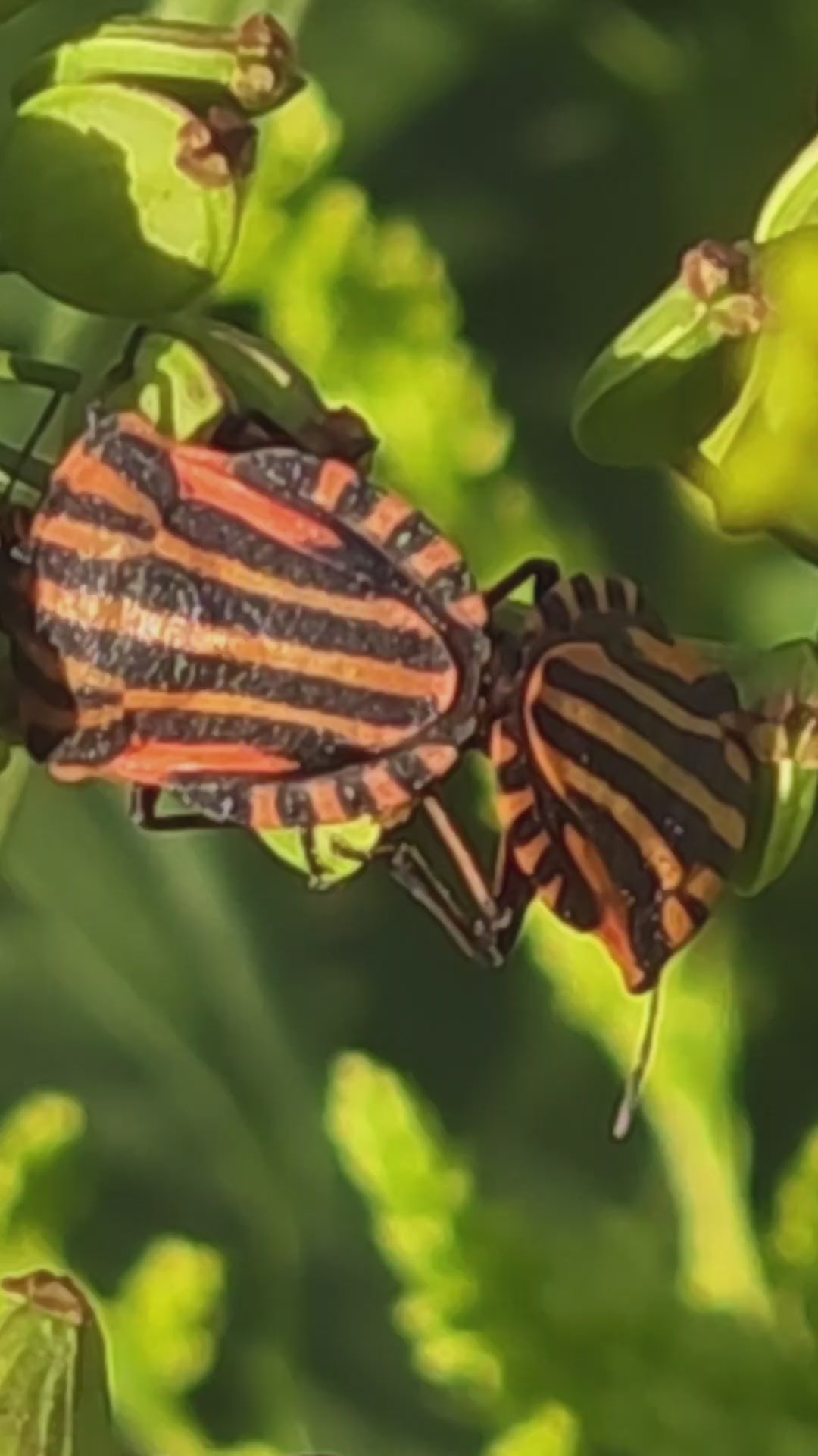 Rare Mating Behavior of Shield Bugs | Original 4K Wildlife Footage