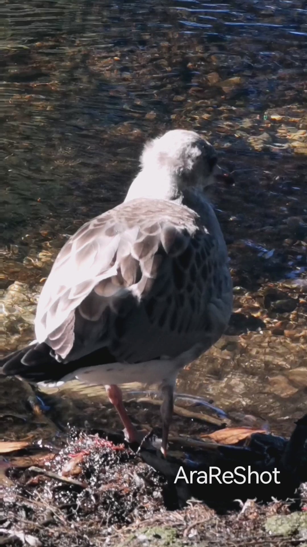 Seagull Standing by the Peaceful Shore