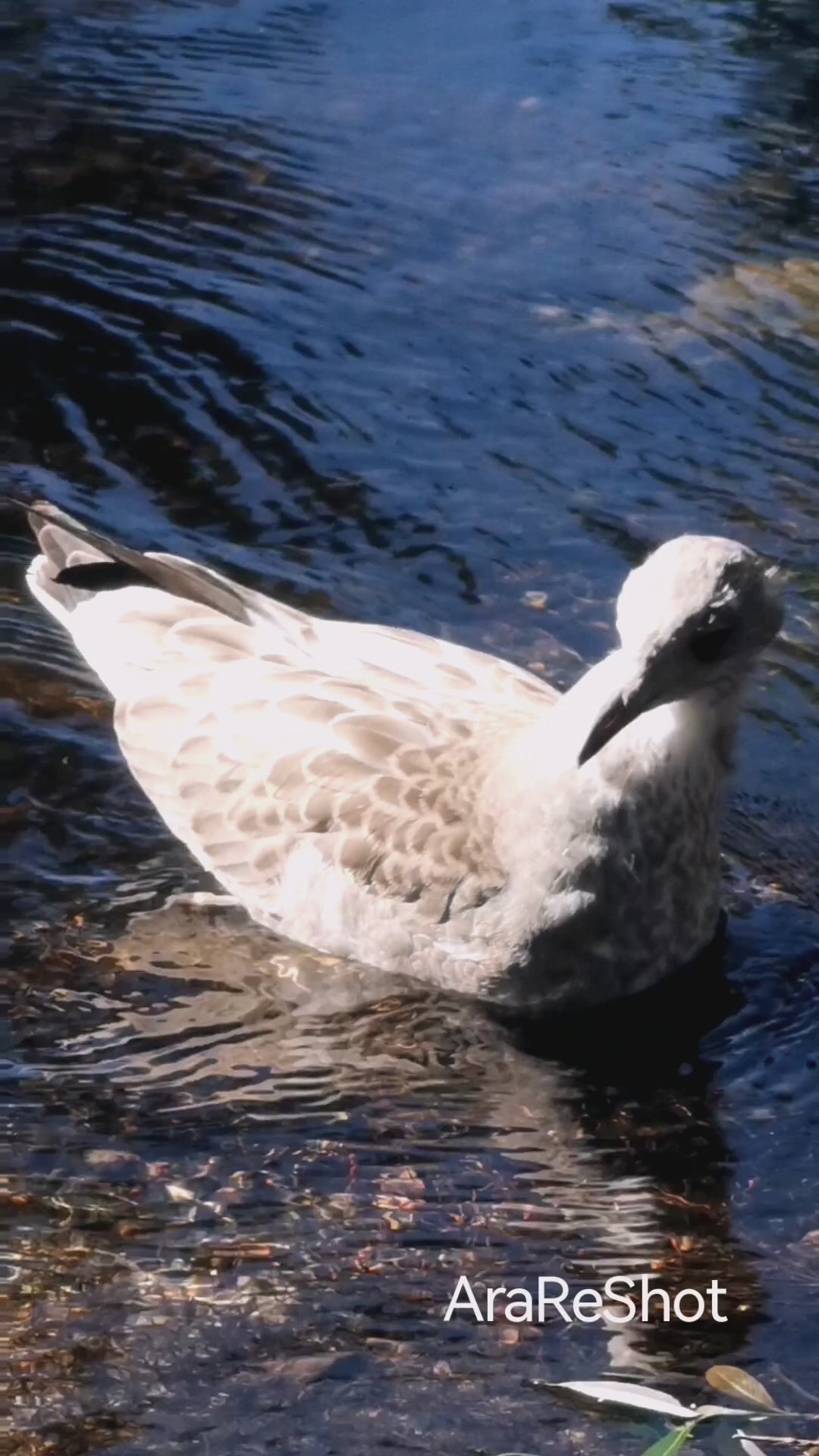 Graceful Seagull Gliding on Blue Water