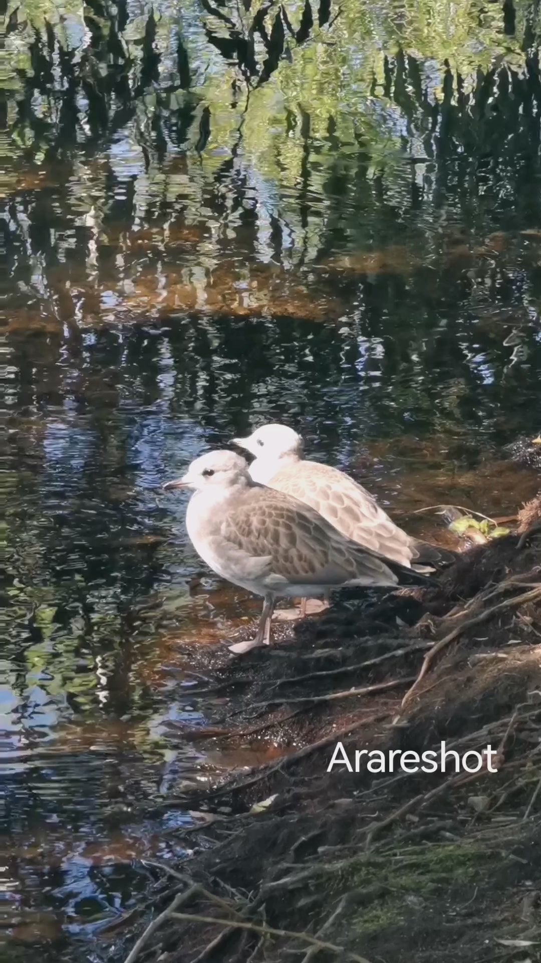 Seagull Resting on a Woodland Shore