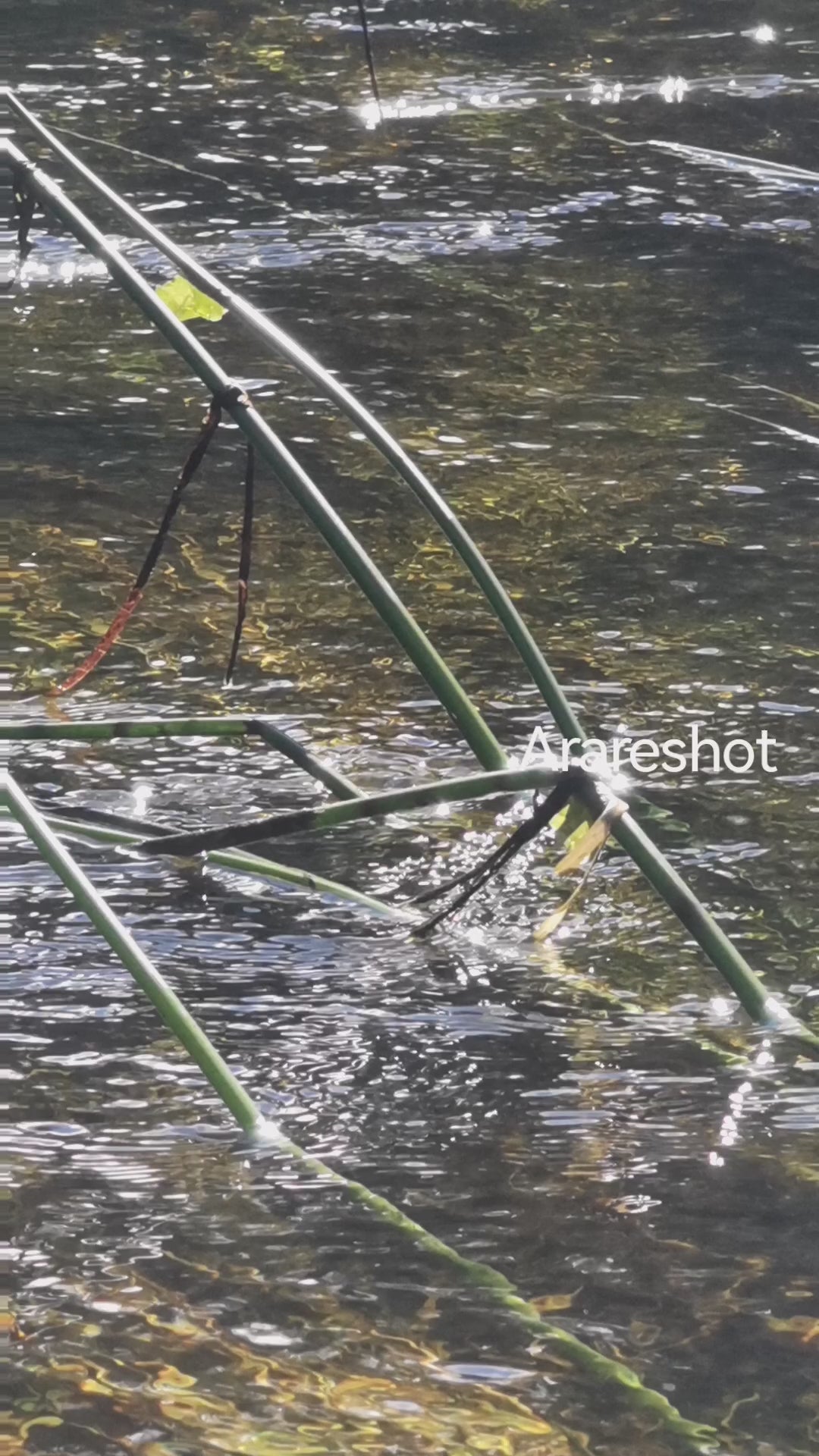 Flowing Forest Stream | Nature Video Reel | Sweden | AraReShot