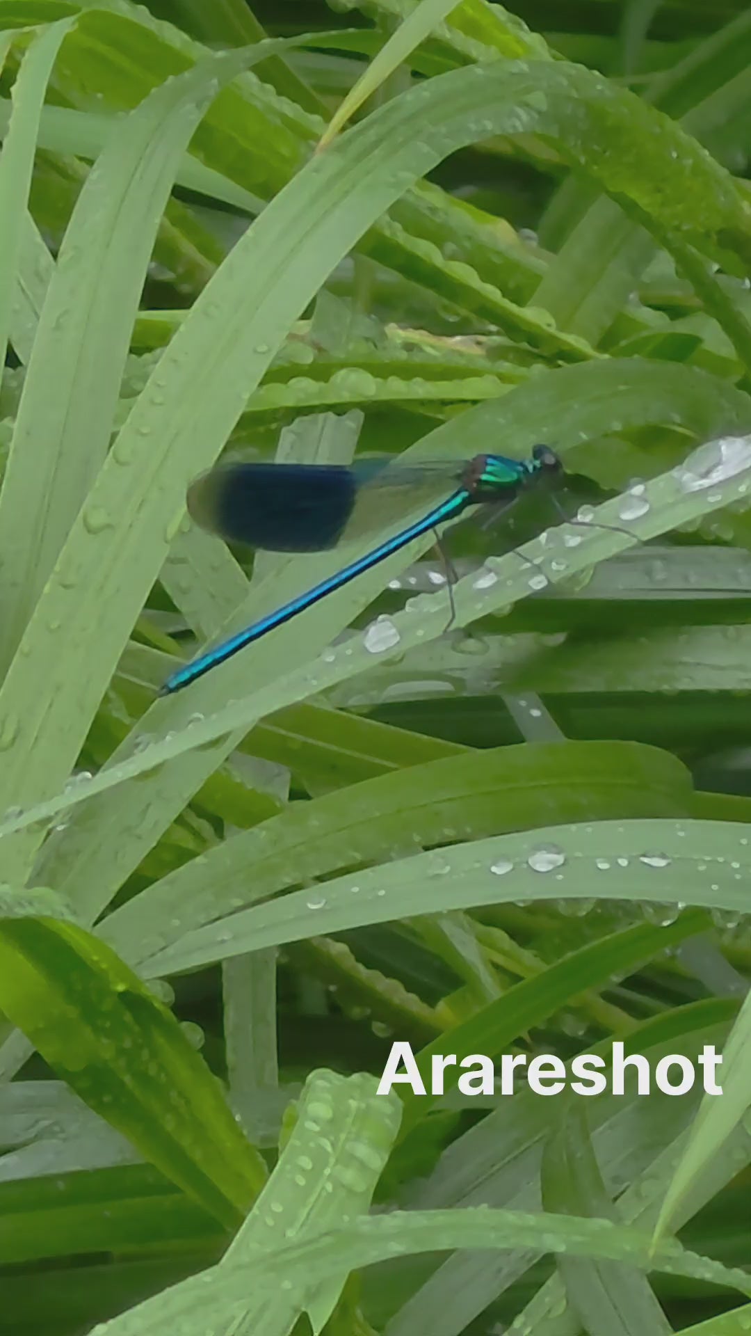 Blue Damselfly After Summer Rain