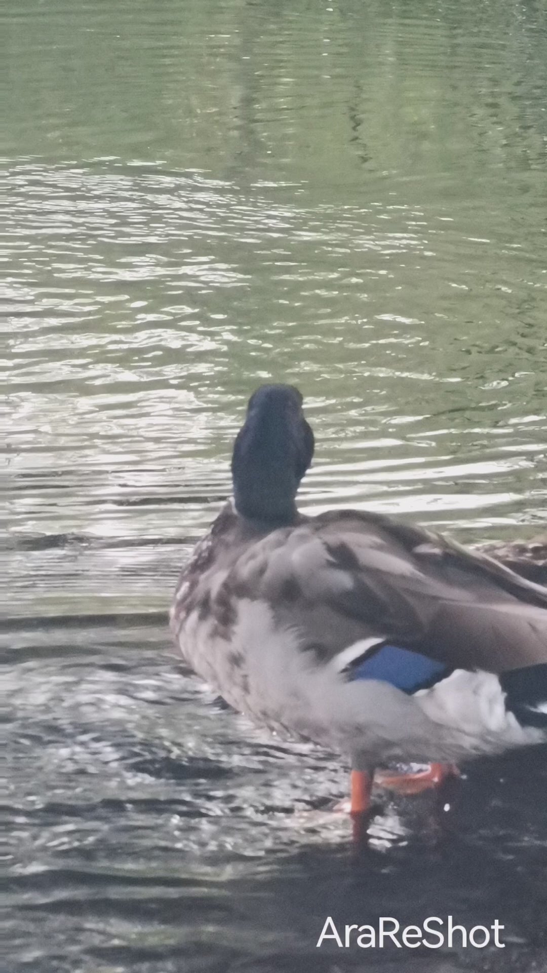 Mallard Duck by the Water | Wildlife Nature Video | Sweden | AraReShot