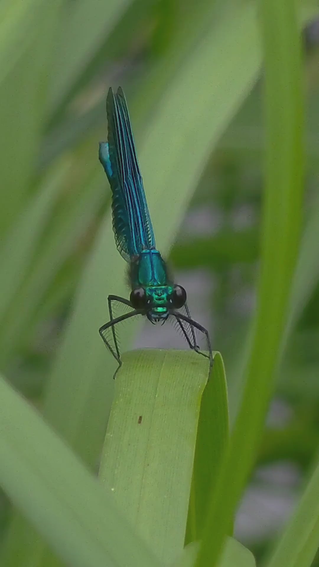 Metallic Blue Damselfly Macro Art – Digital Download