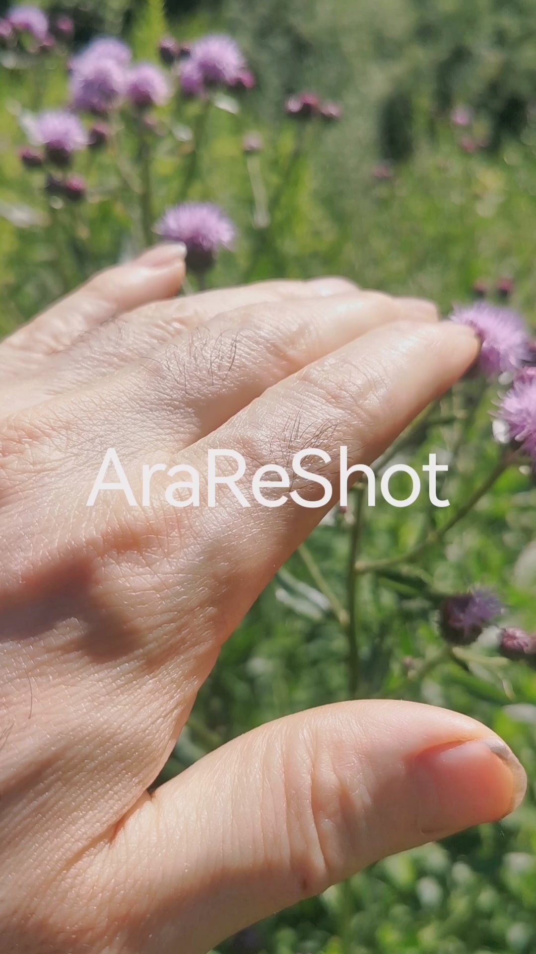 Touching Wild Meadow Flowers