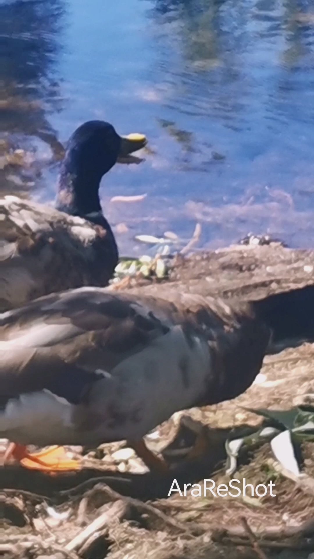 Mallards Resting Beside a Quiet Lake