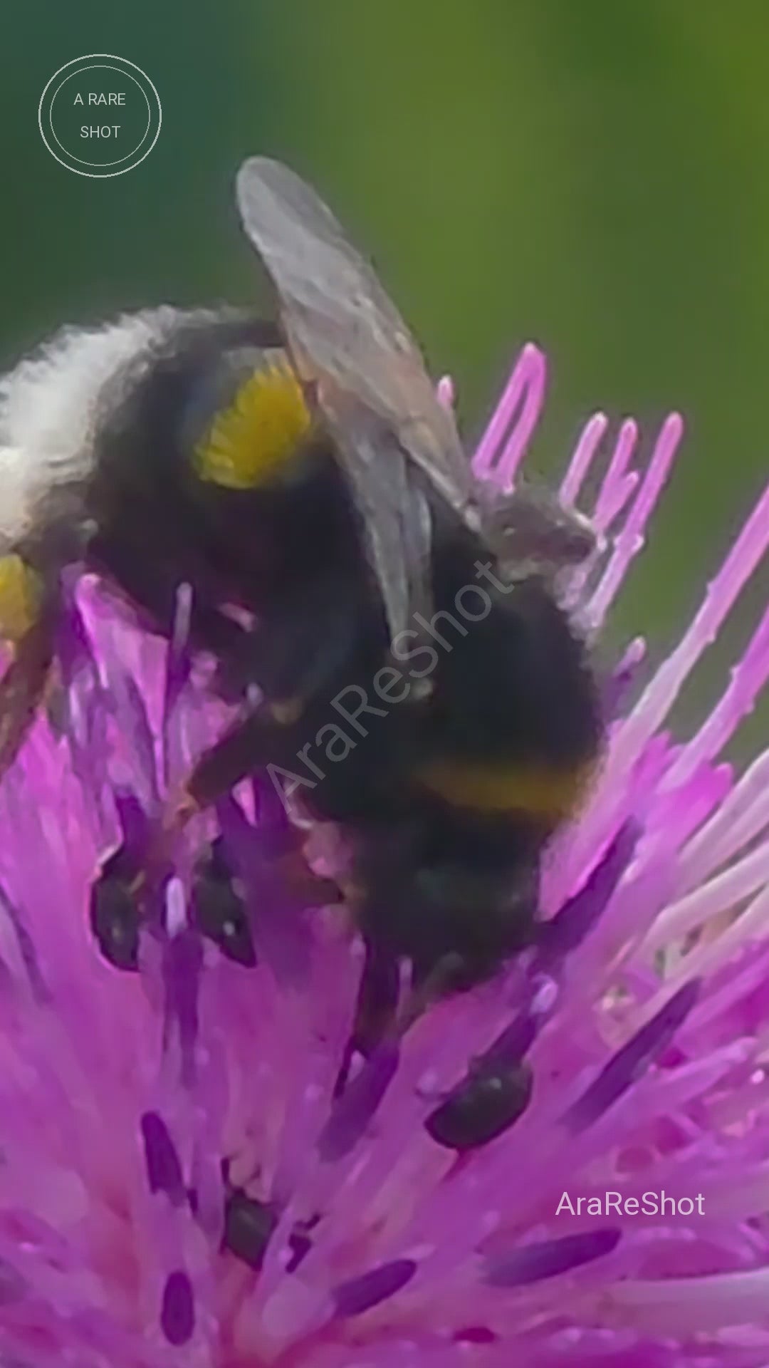 Micro Precision: The Bumblebee 🐝💜