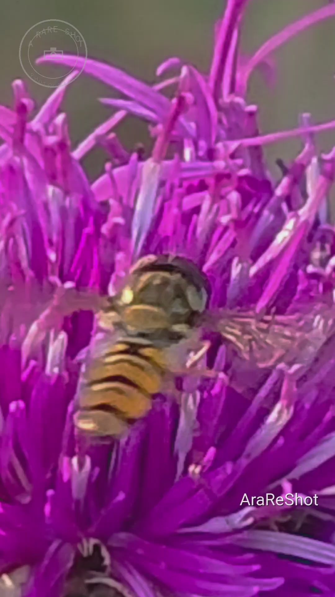 Hoverfly on Purple Flower Macro Footage – Digital Download